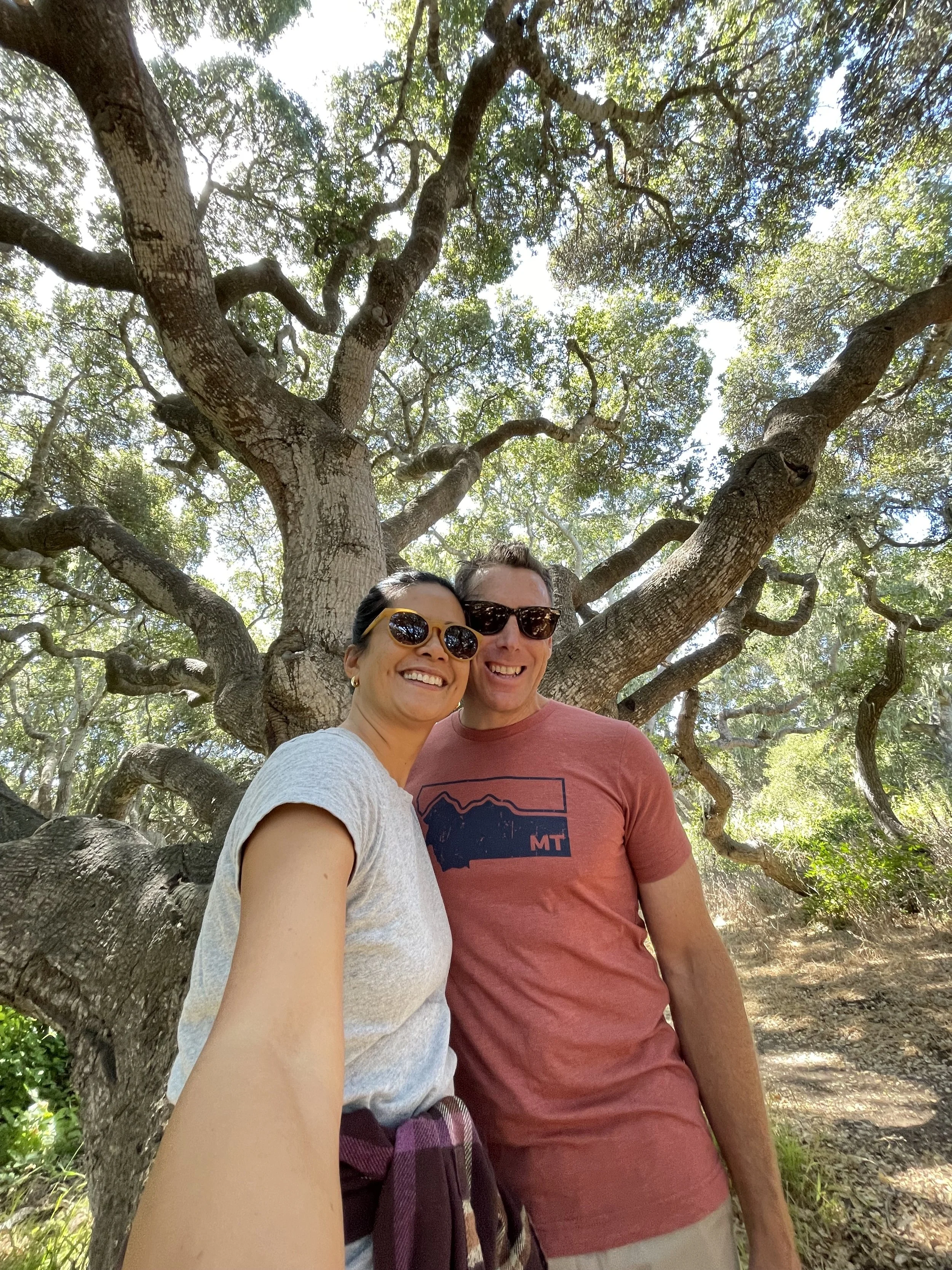 800-year old Oaks, Quercus agrifolia