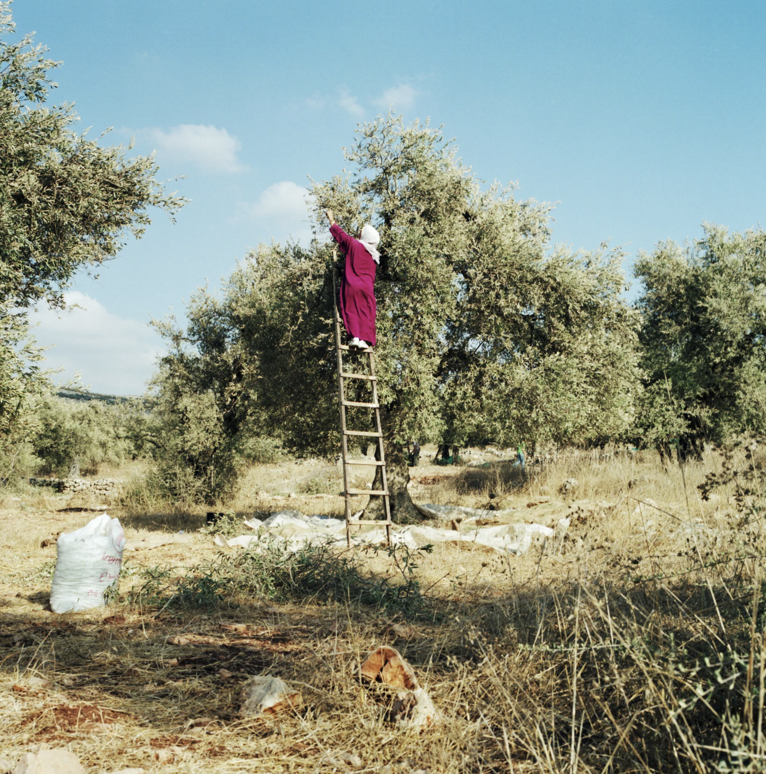 Olive picking season in the West Bank, Photograph by Alessandra Sanguinetti / Magnum