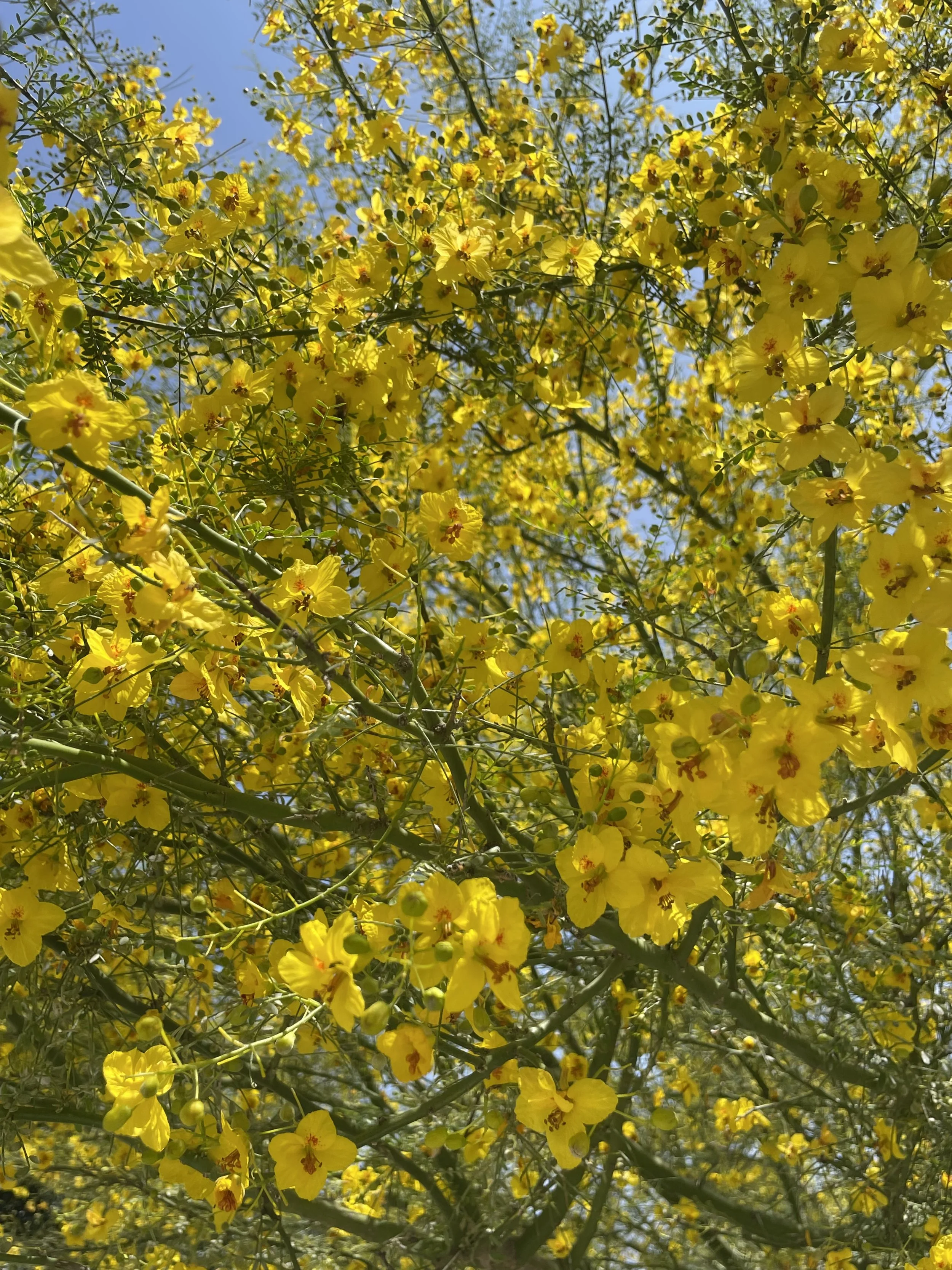 Palos Verdes tree, Claremont, CA