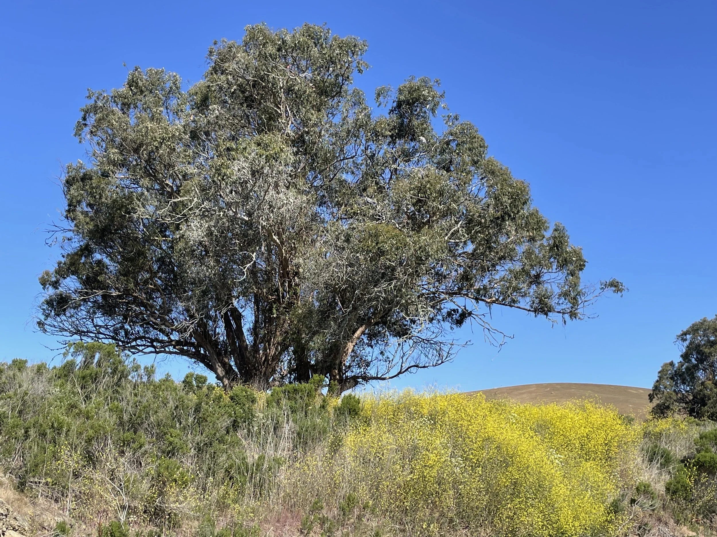 Eucalyptus Grove, Morro Bay, CA