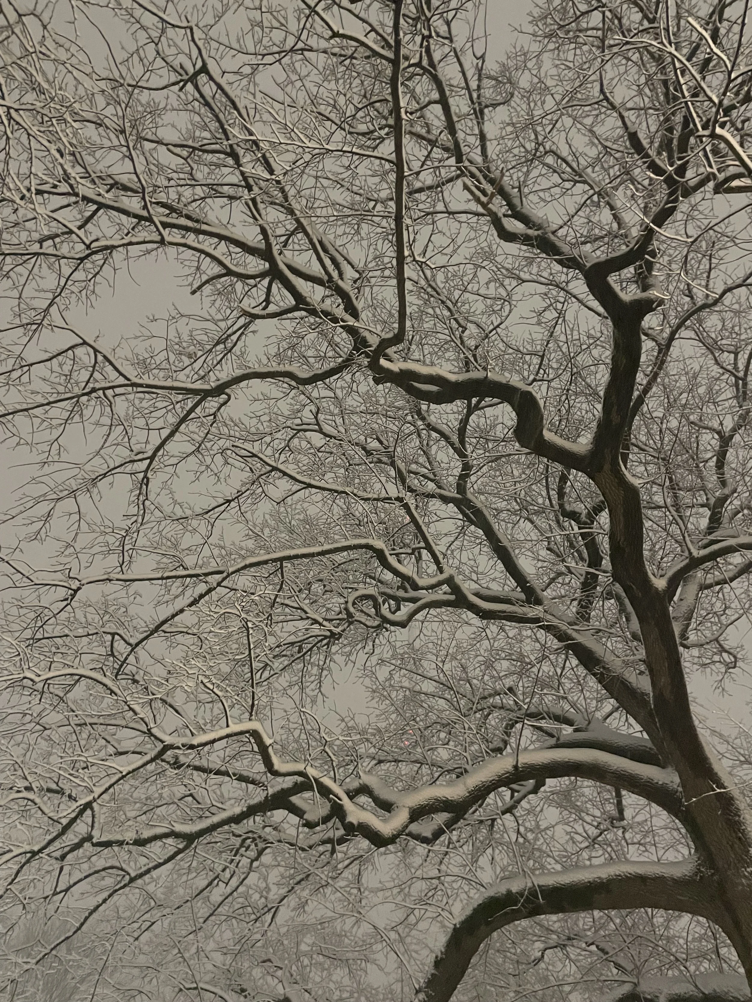 Winter tree, Fort Greene NYC