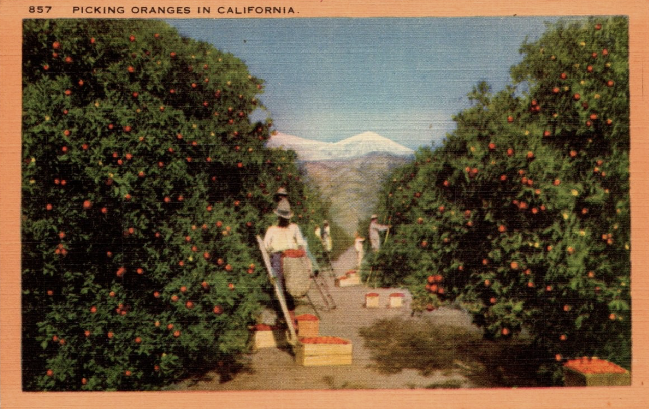 Vintage postcard, Mt. Baldy in the distance