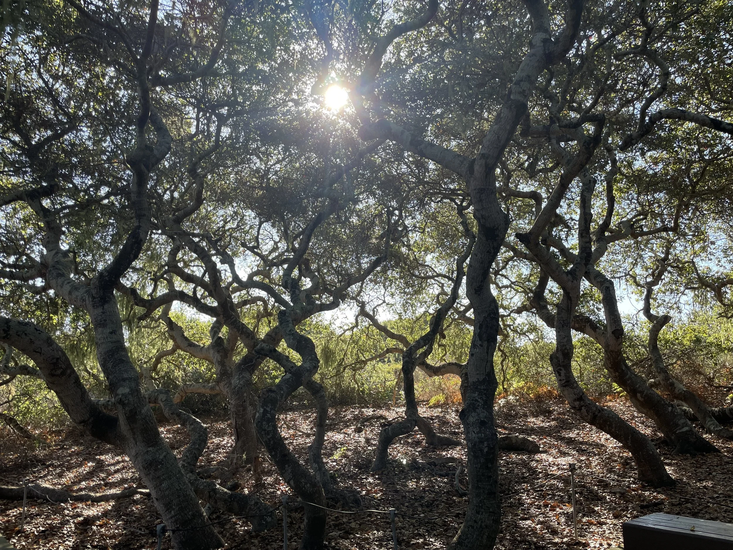 Pygmy Oaks in the Elfin Forest, Los Osos, CA