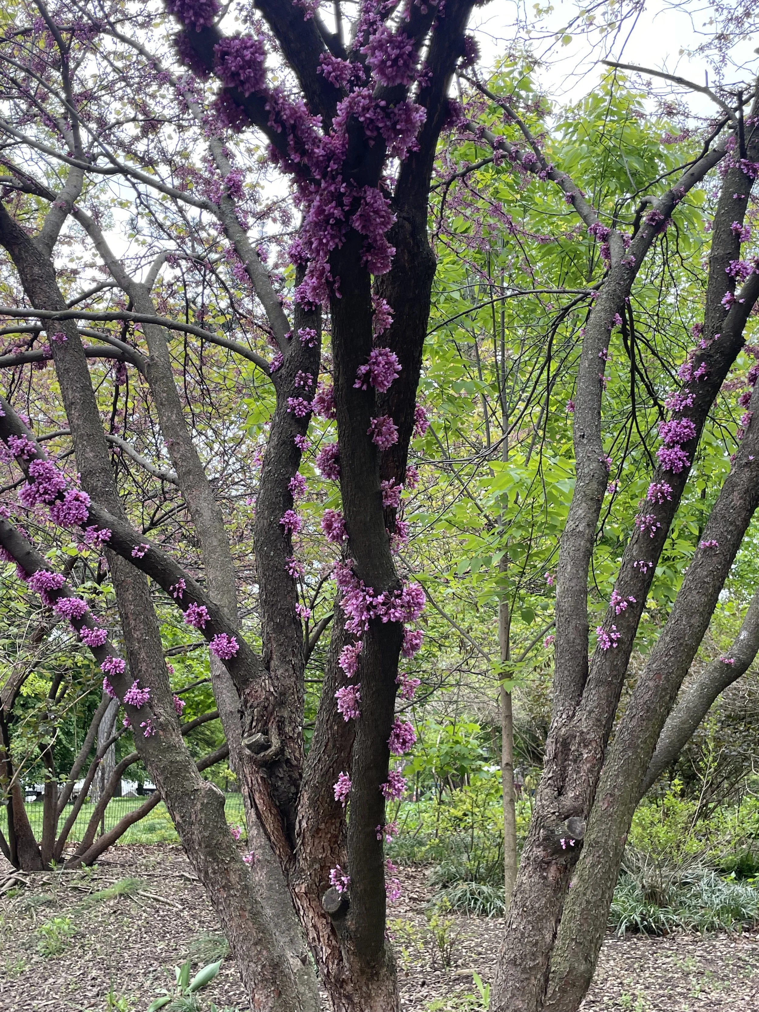 Cherry Blossom buds, Claremont, CA