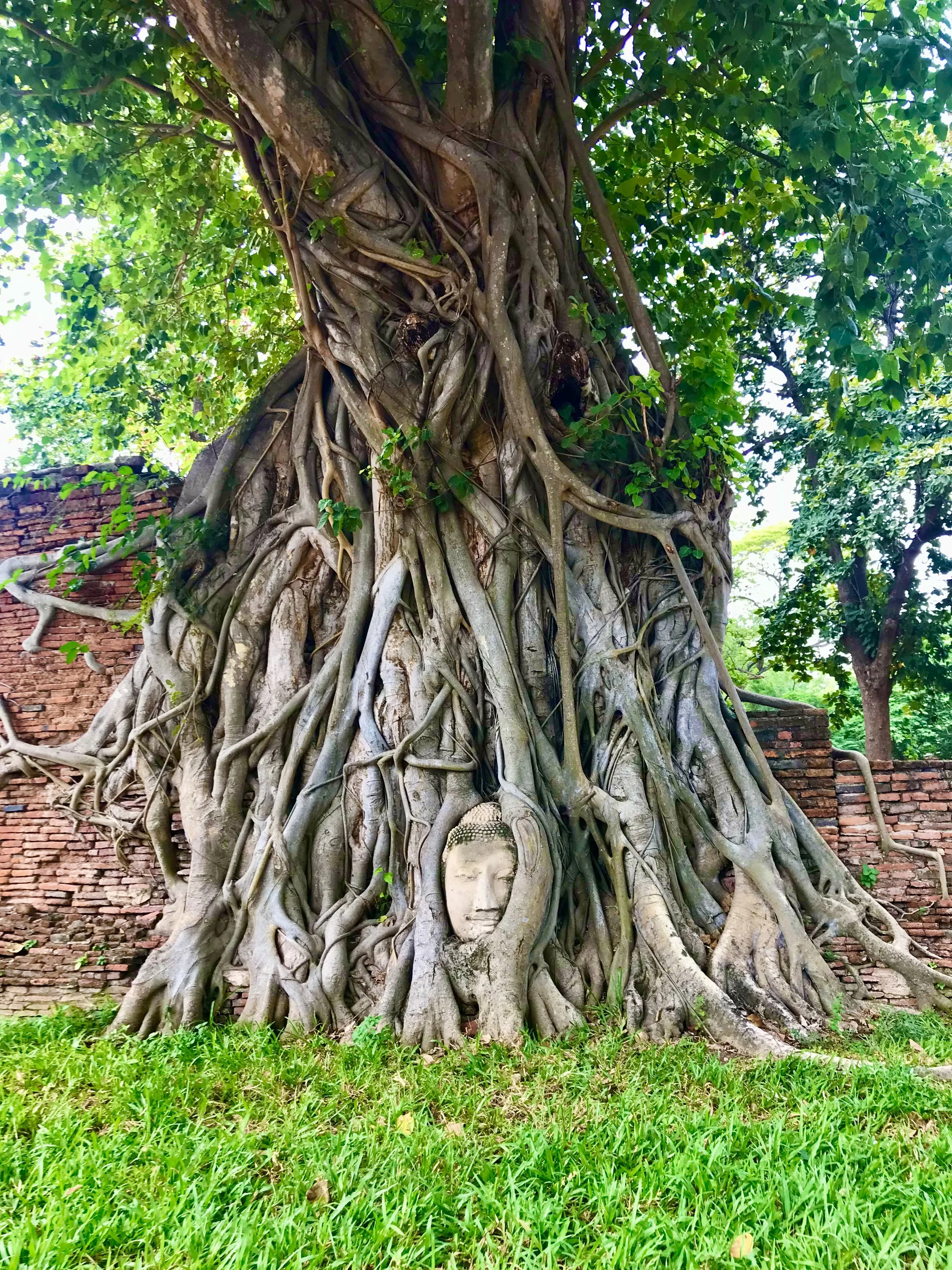 Buddha's head in the roots of Bodhi Tree (Ficus religiosa), Ayutthaya, Thailand