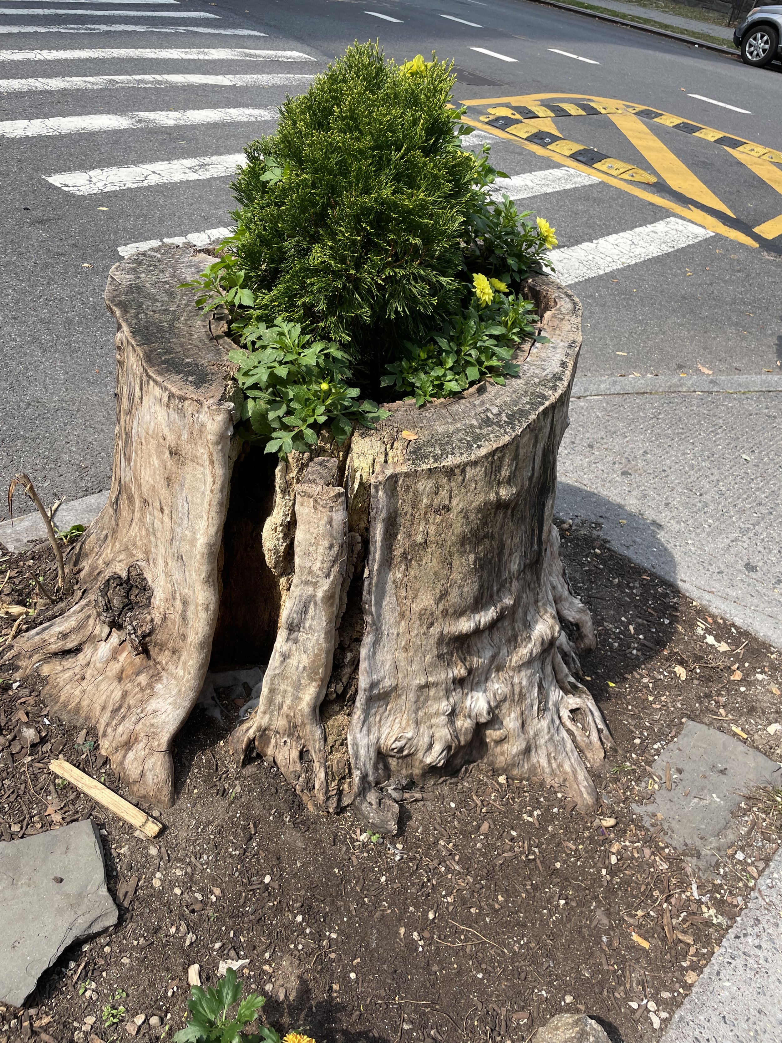 Tree stump, NYC
