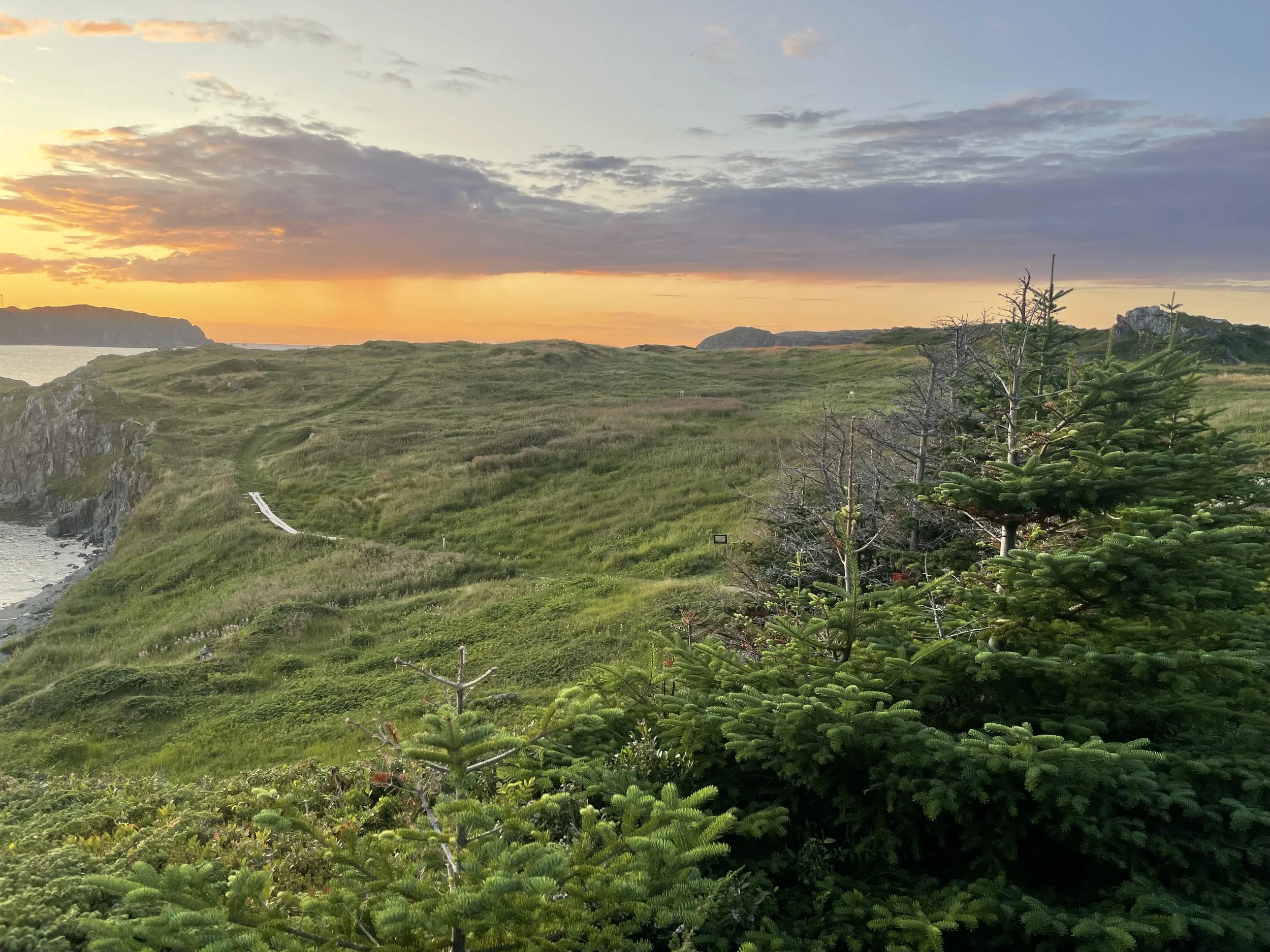 Stunted trees and open meadows, Twillingate, NL