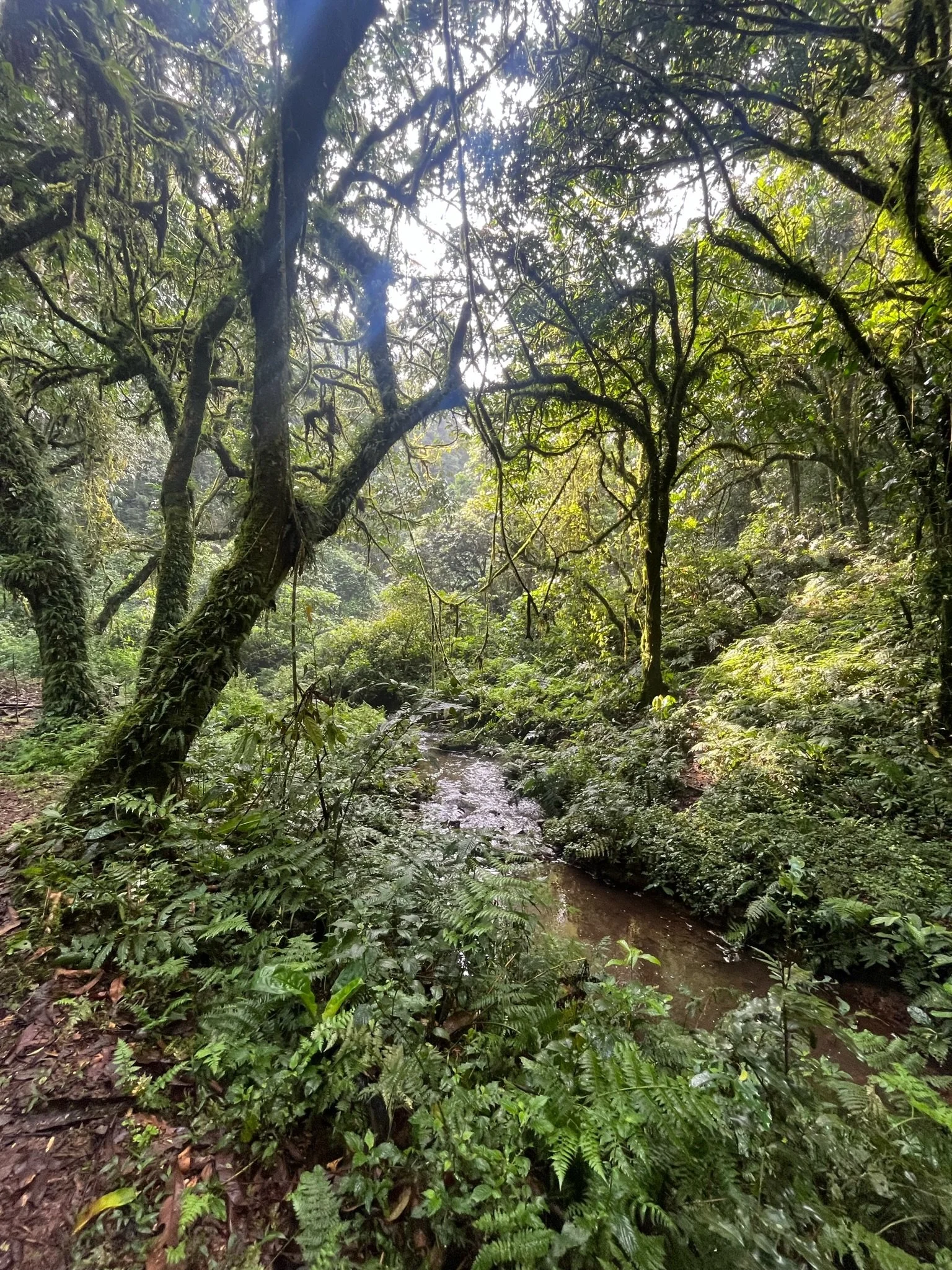 Bwindi Impenetrable Forest, Uganda