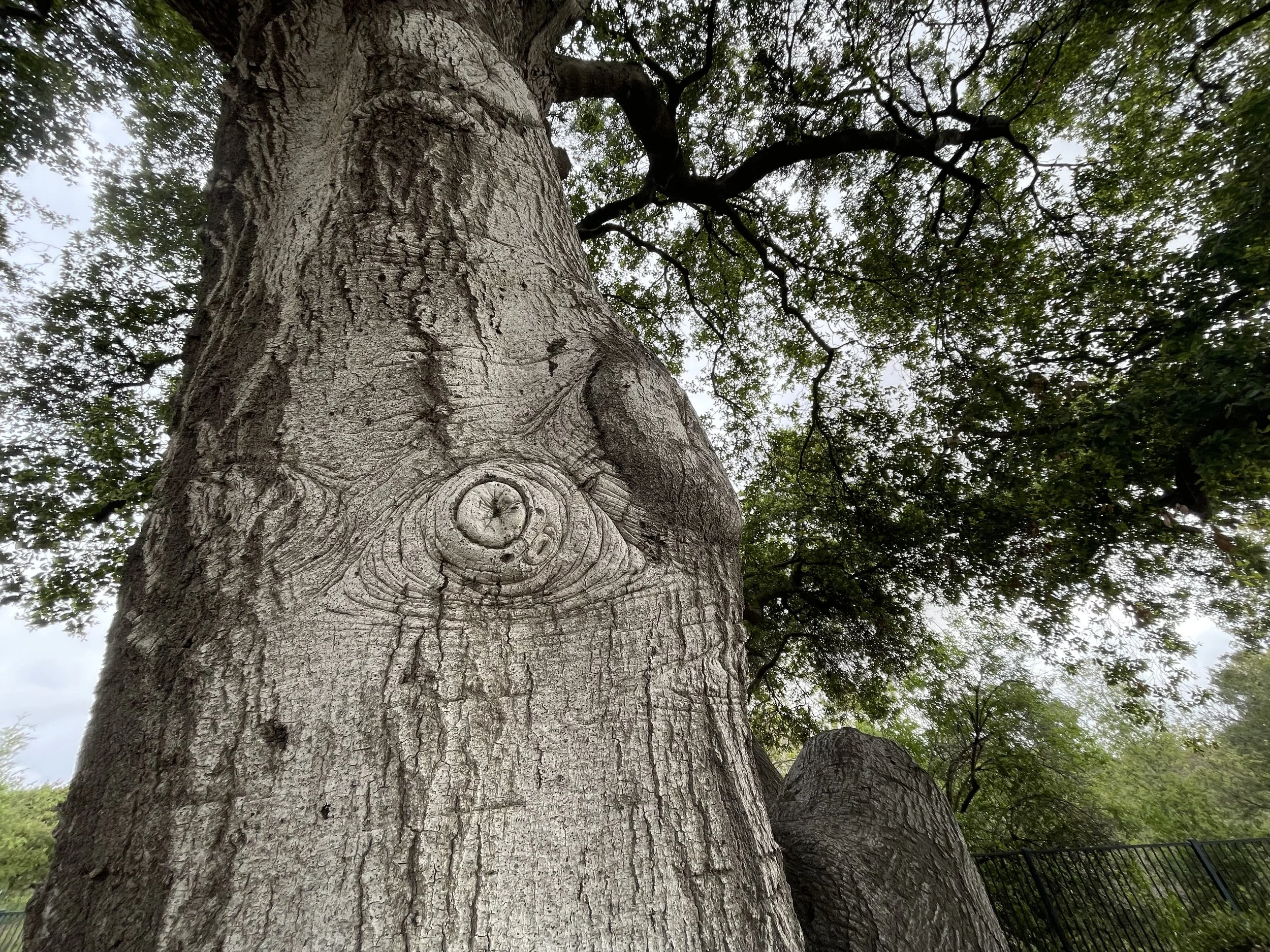 Tree scar on Oak Tree