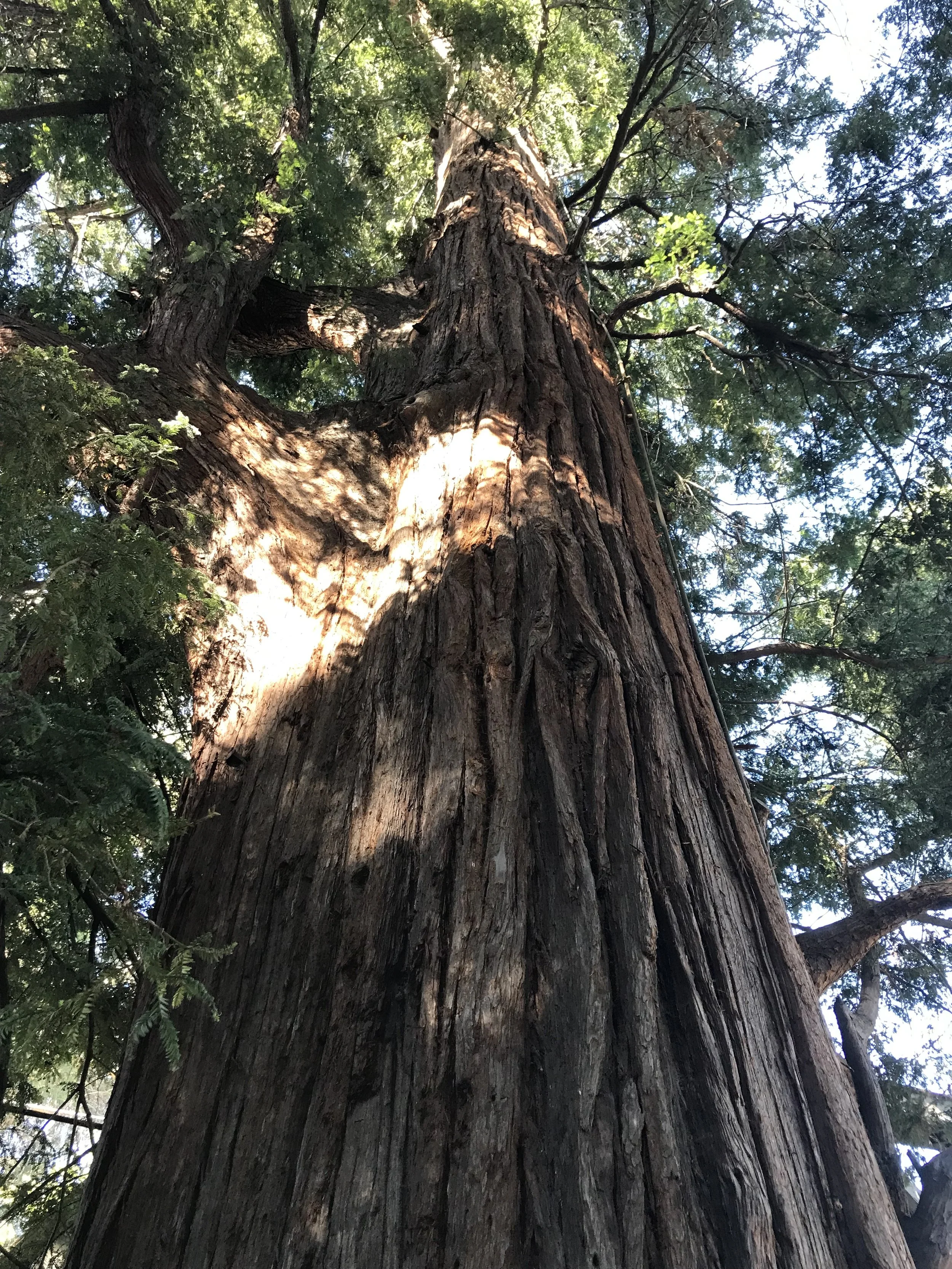 El Palo Alto, Sequoia sempervirens