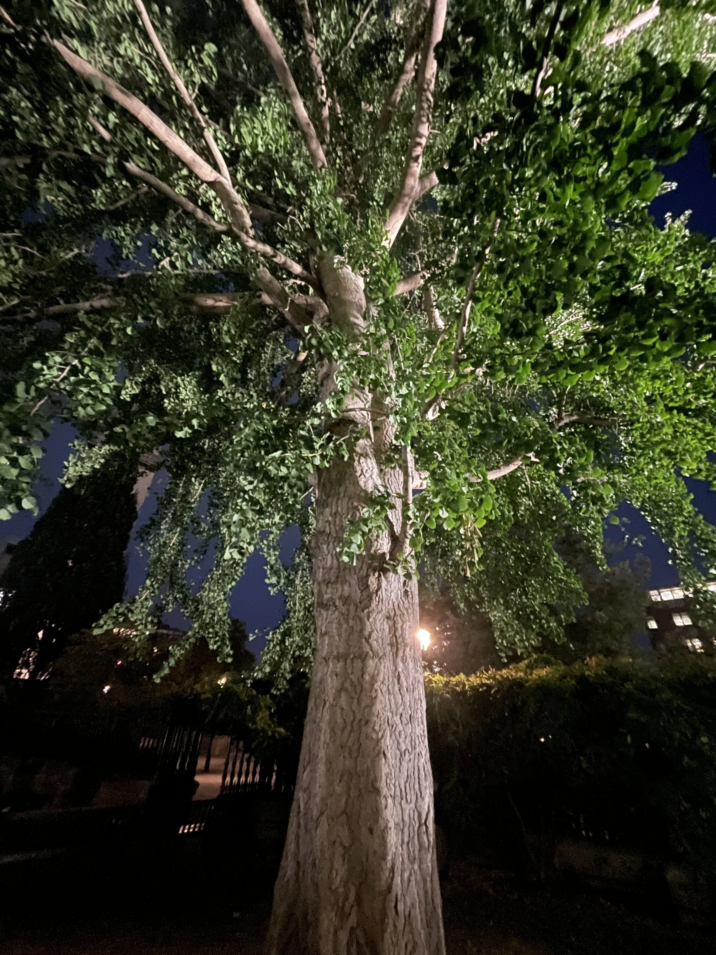 Tree at night, New York City