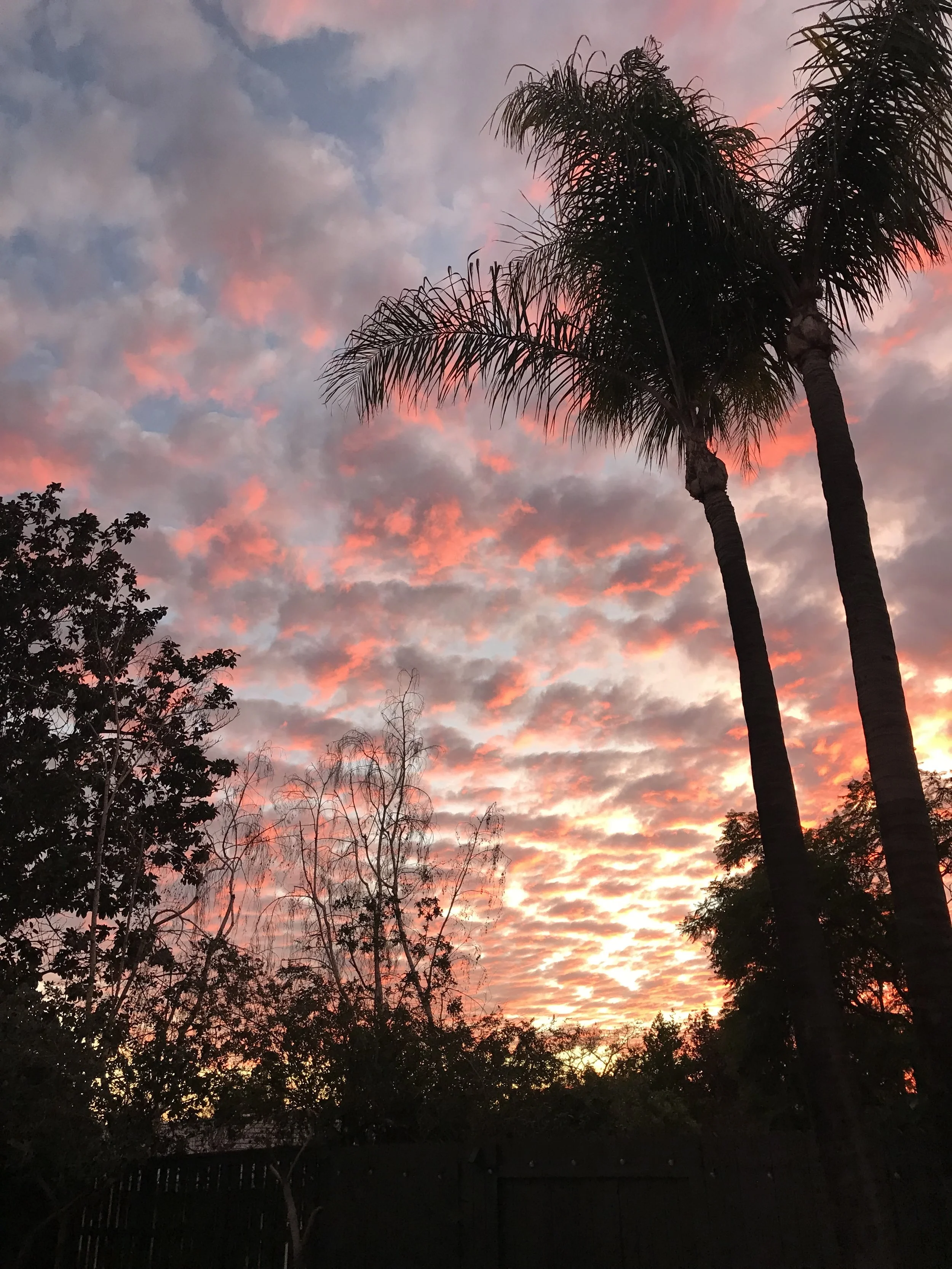 View outside our window, Claremont, CA