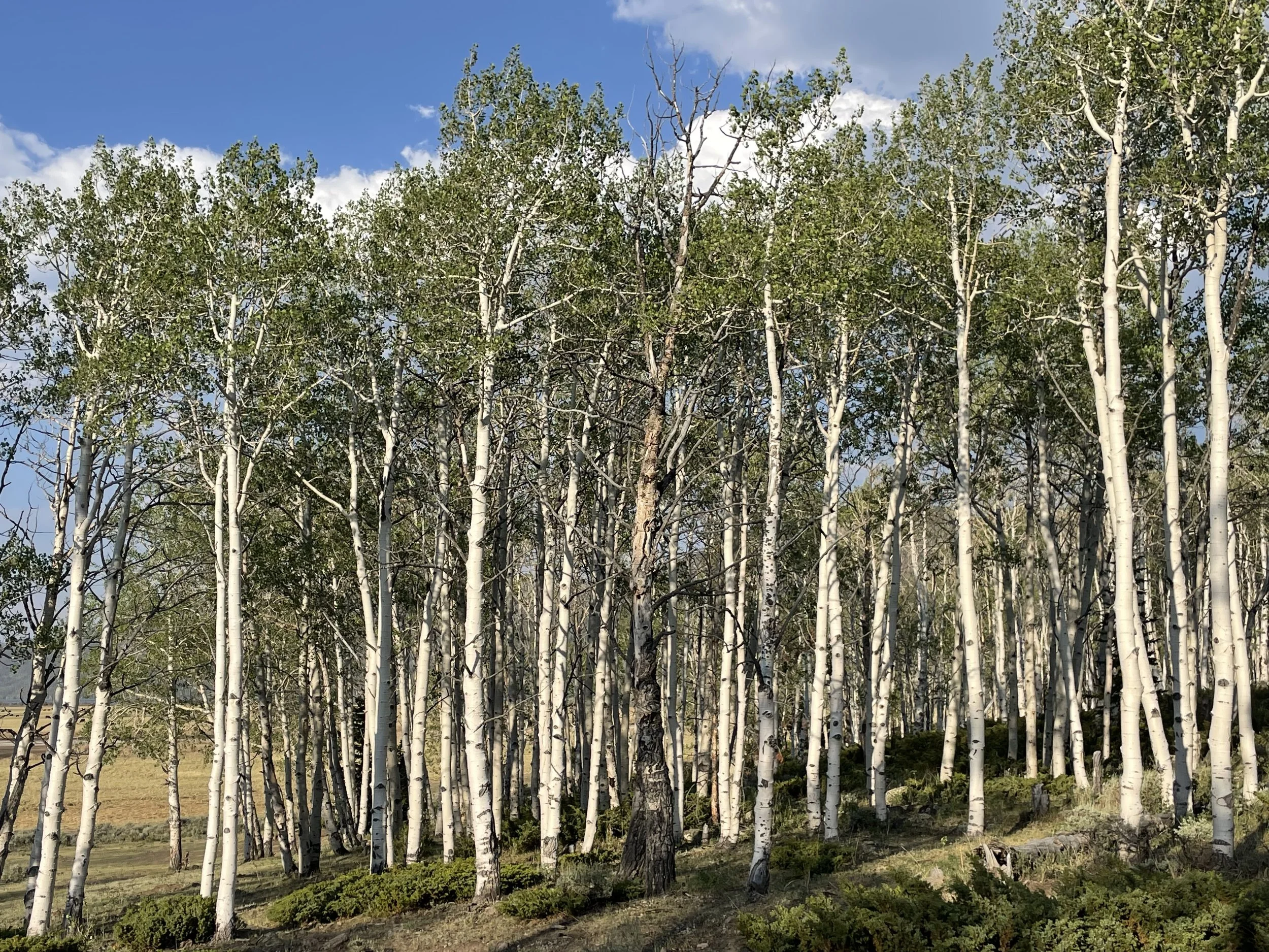 Quaking Aspen trees, Pando National Forest, UT