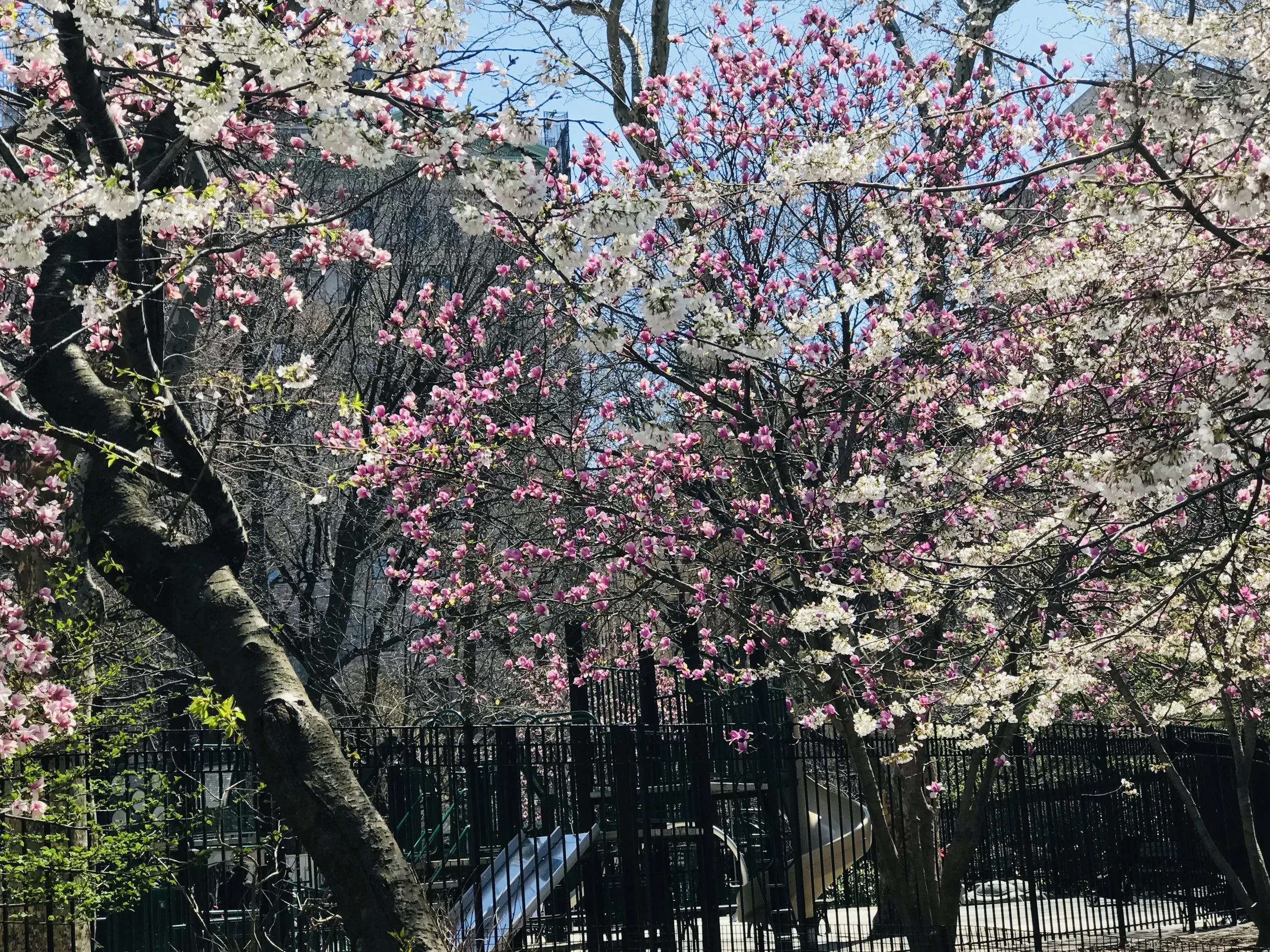 Cherry Blossom trees in spring, NYC