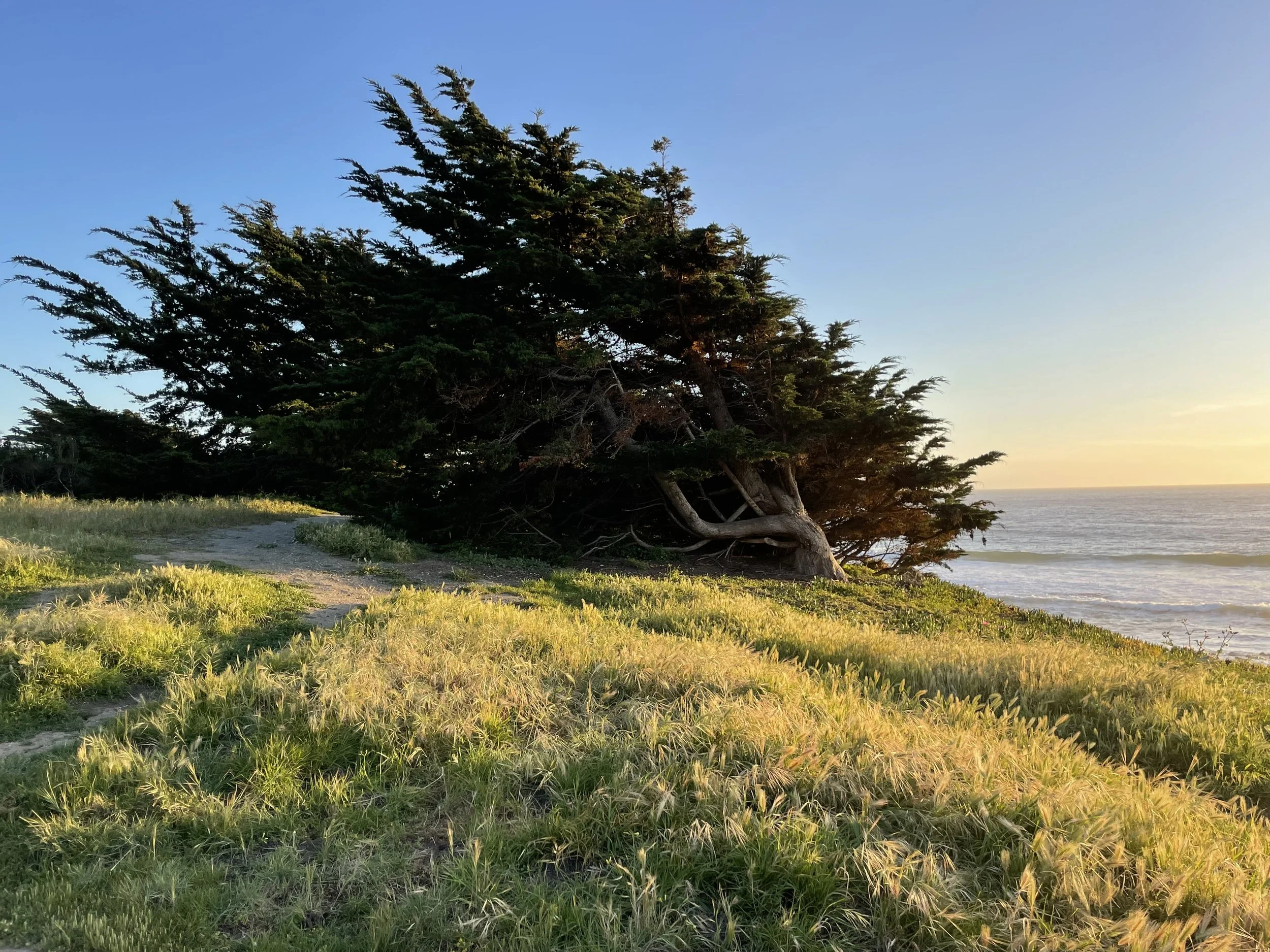 Windswept Monterey Cypress, Morro Bay, CA