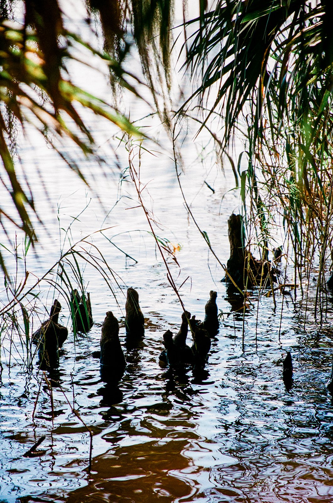 Florida on Film041_websize (1).jpg