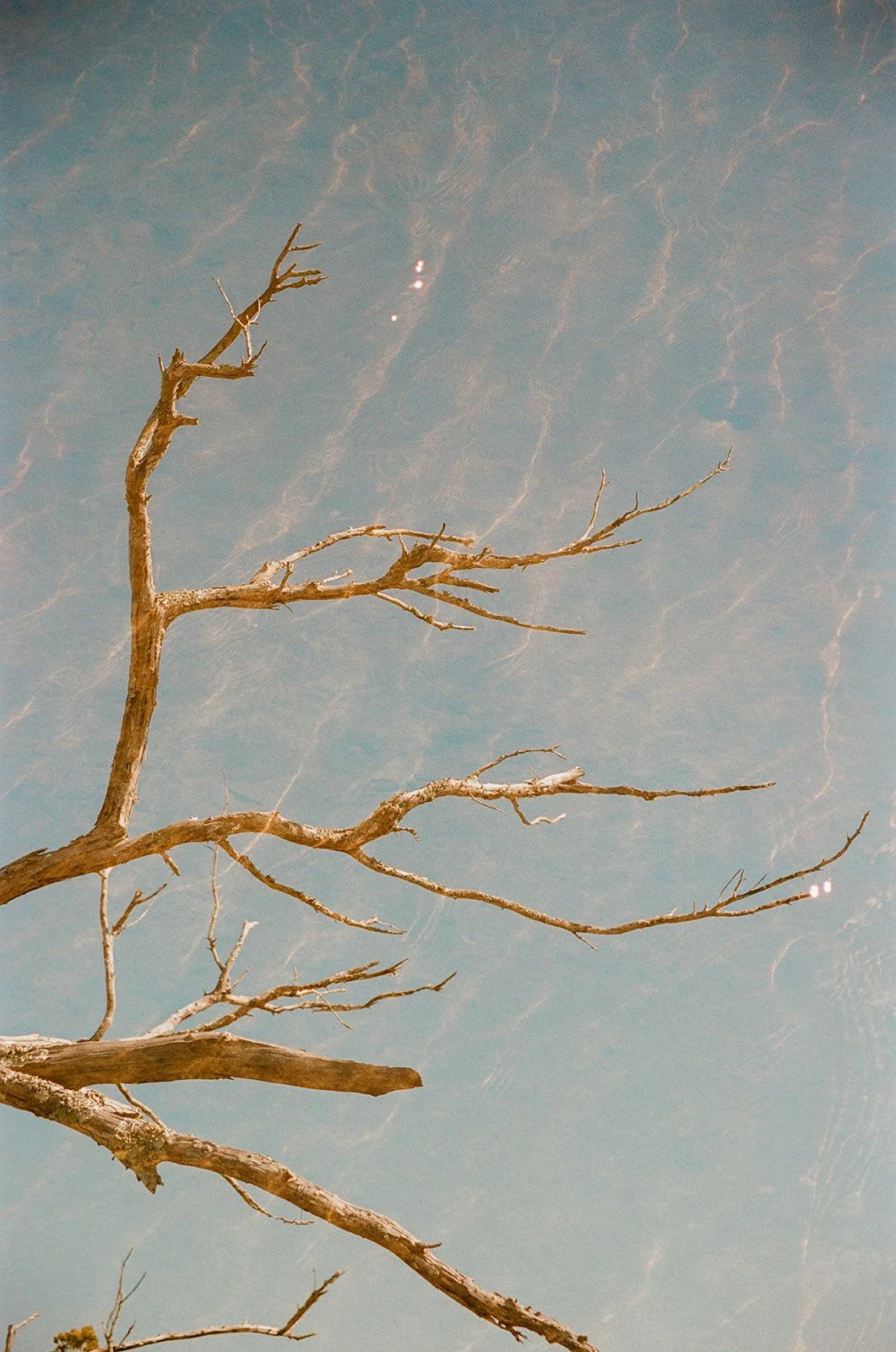 Florida Photographer with a double exposure film image of a bare tree branch extending against a hazy, textured sky.