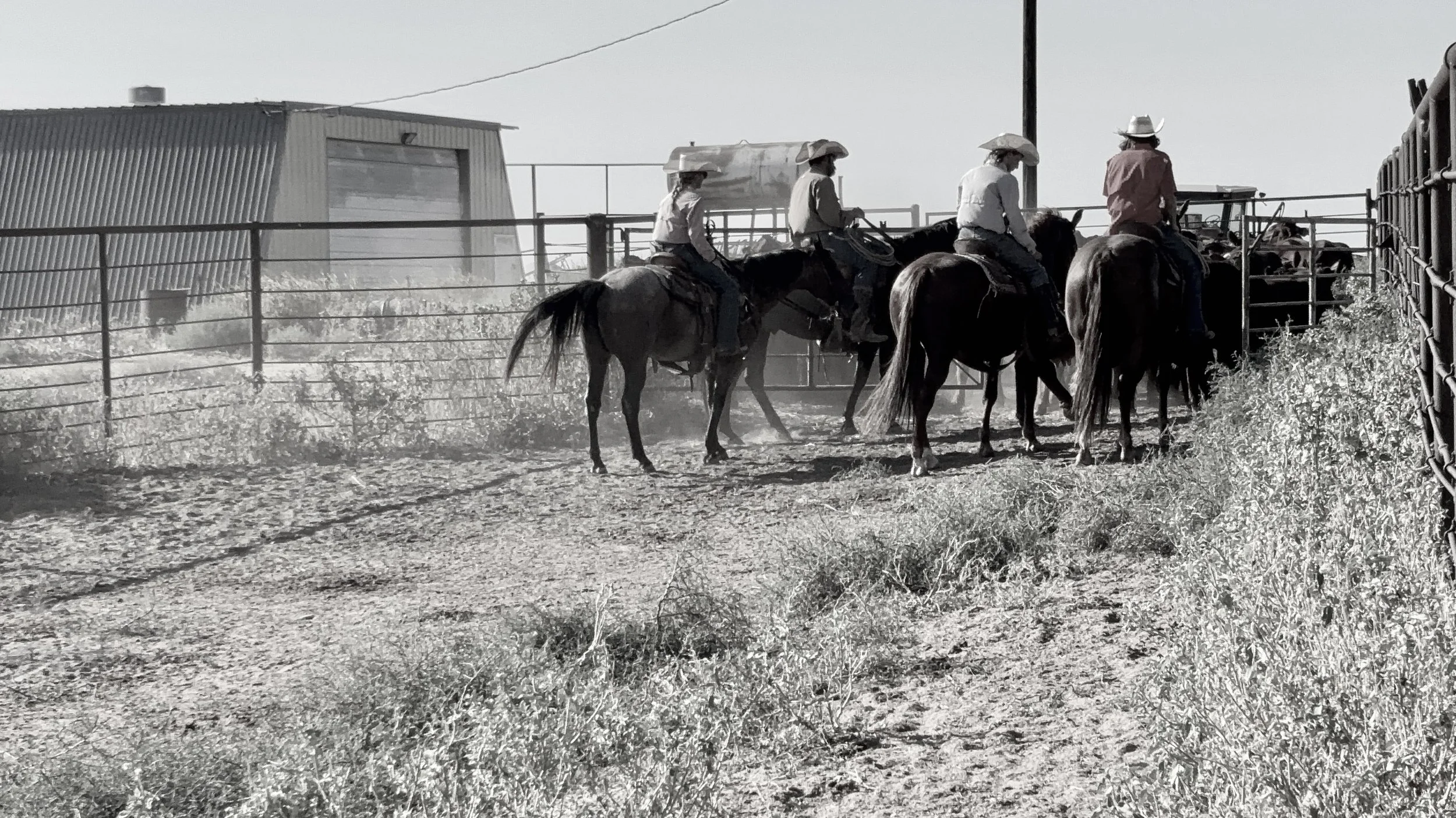 Four cowboys riding horses through a dusty outdoor rodeo arena, wearing hats and western attire, with a metal fence and a small building in the background.