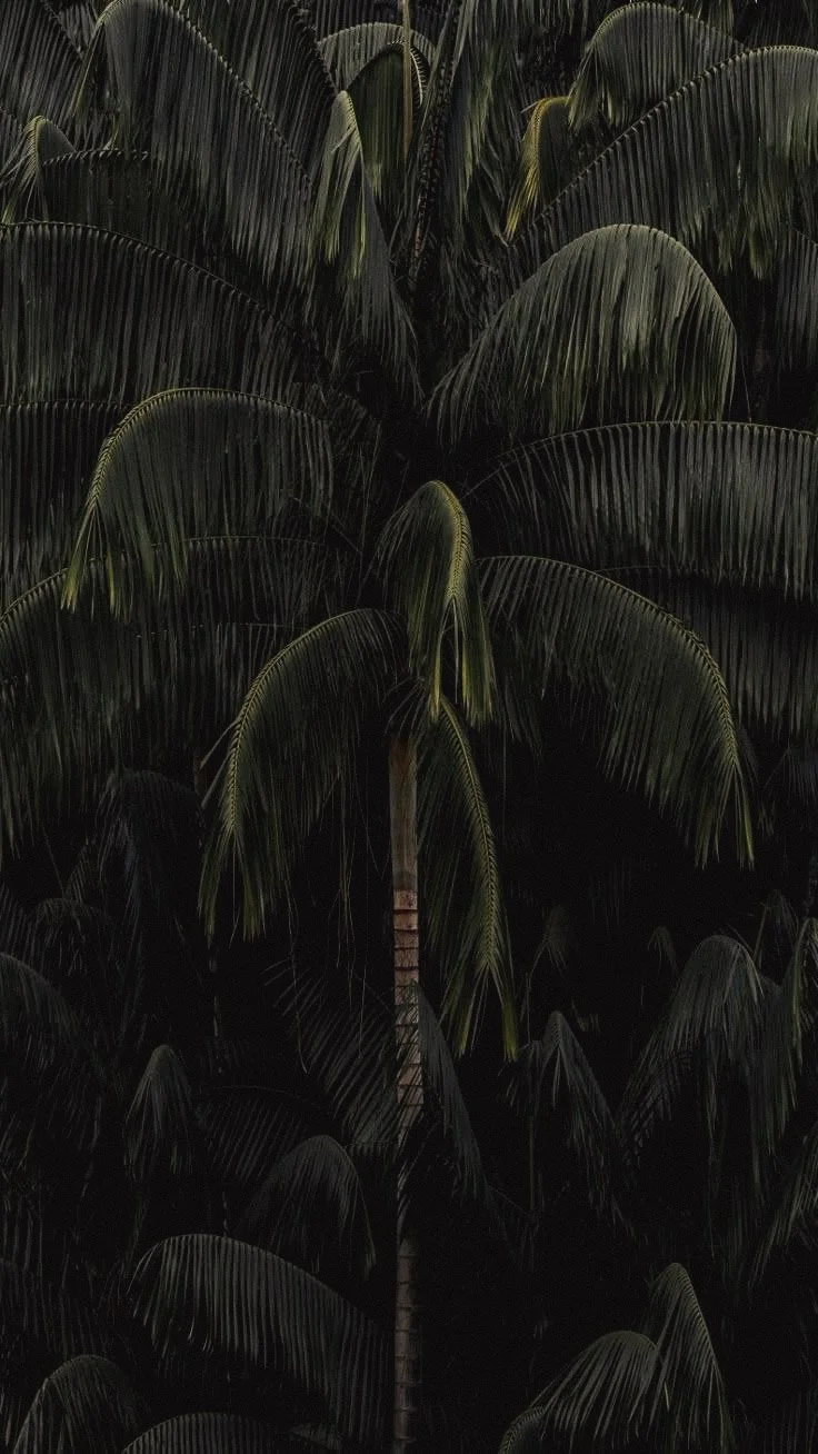 A tall palm tree with large, arching green fronds growing amidst dense dark greenery.