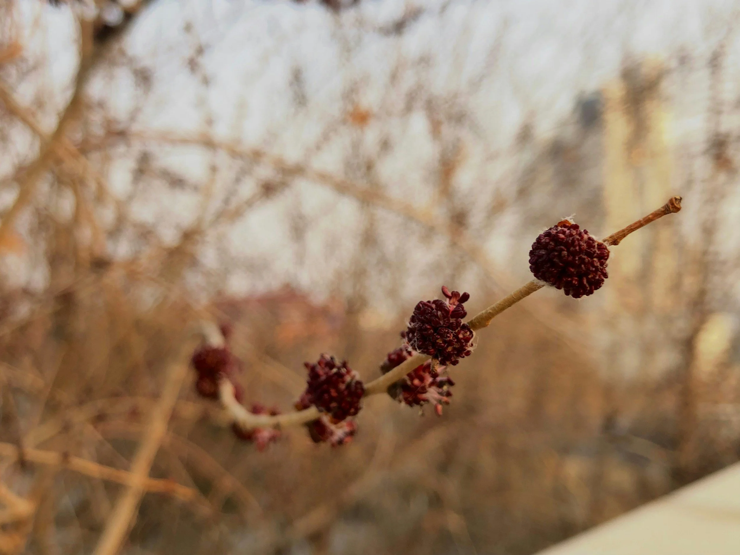 Close-up of a branch with dark purple, textured berries against a blurred background of dry, brown foliage.