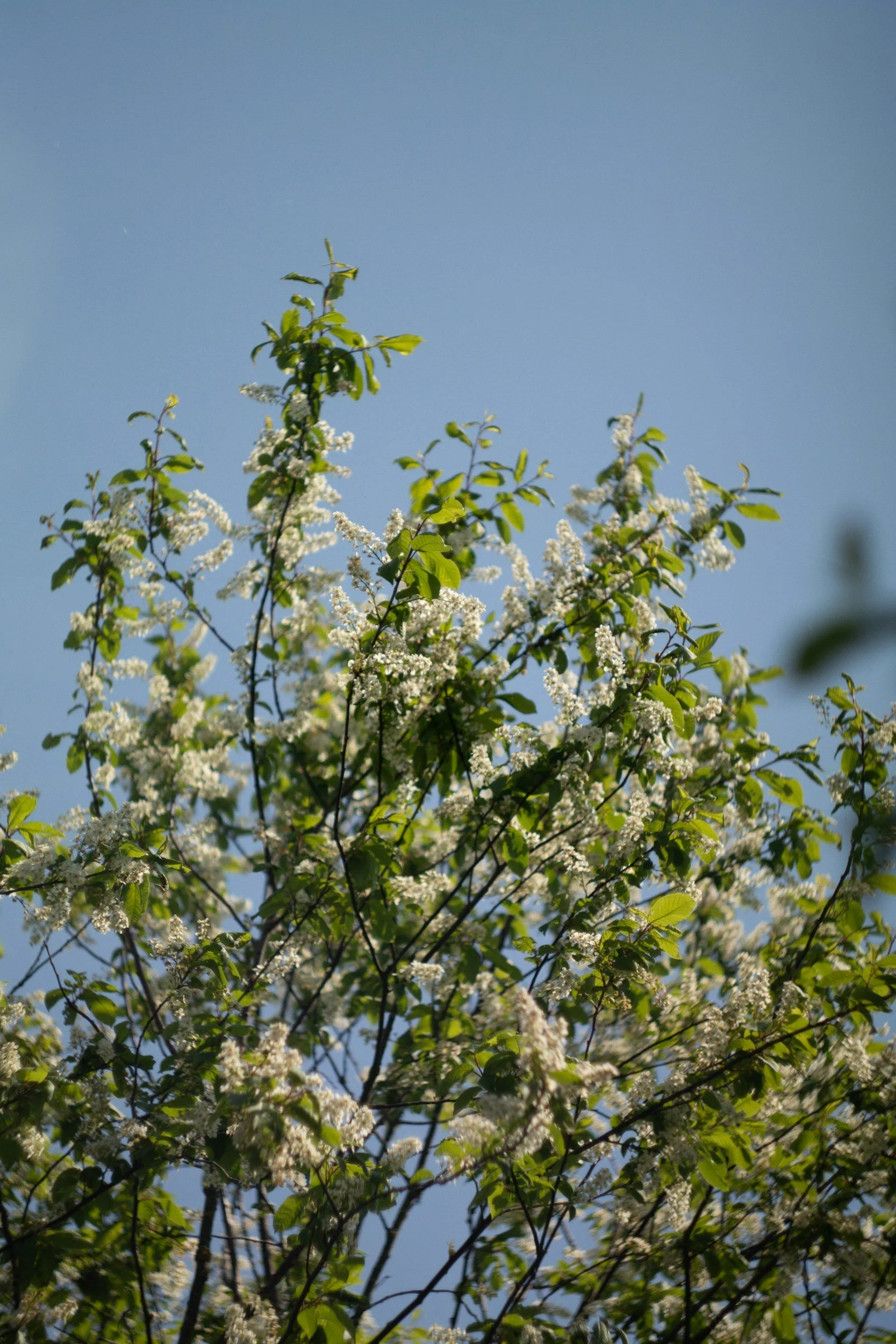 Tree with green leaves and white flowers against a blue sky.