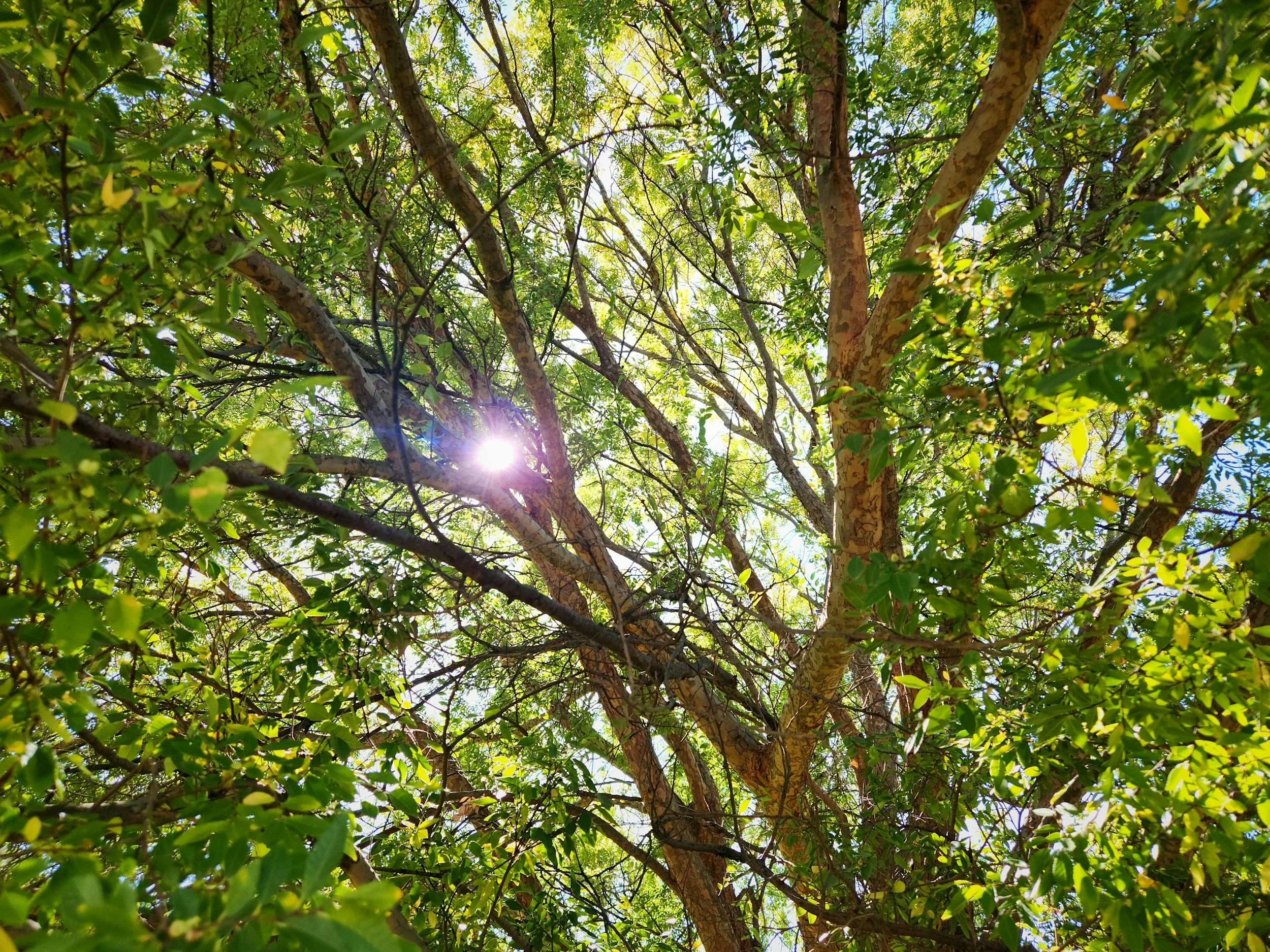 Looking up at the canopy of a tree with green leaves, sunlight filtering through the branches.