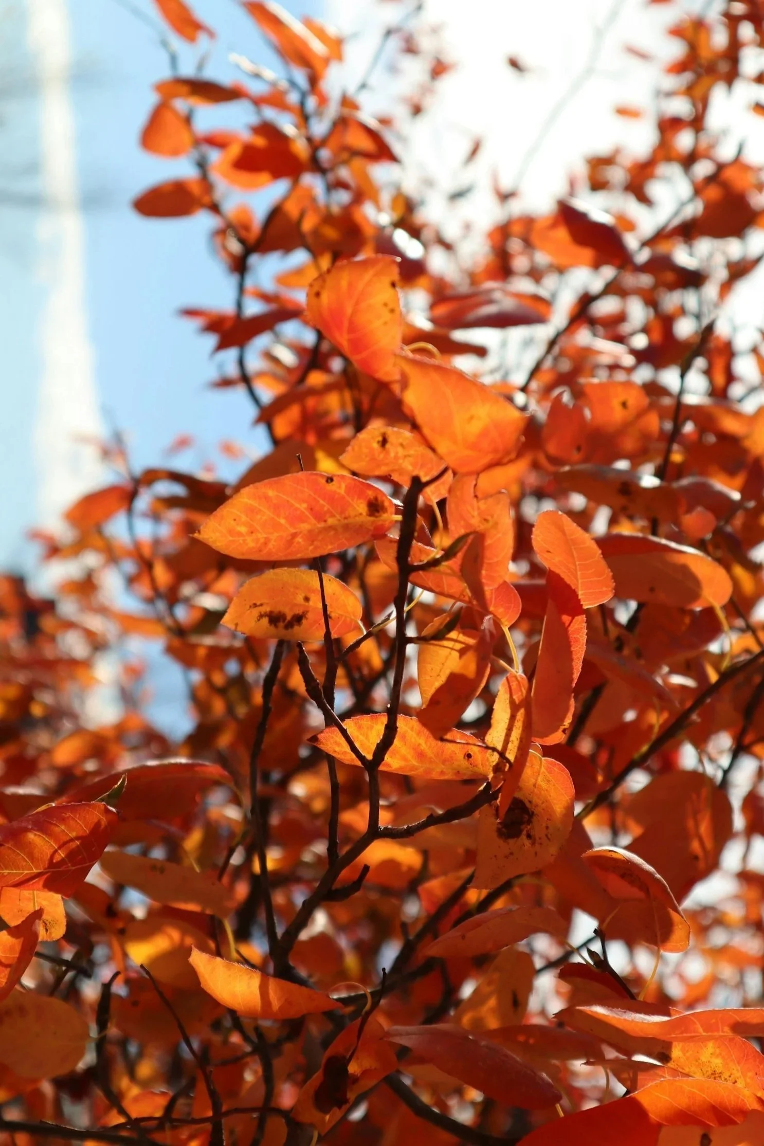 Close-up of orange and red autumn leaves on a branch against a clear blue sky.