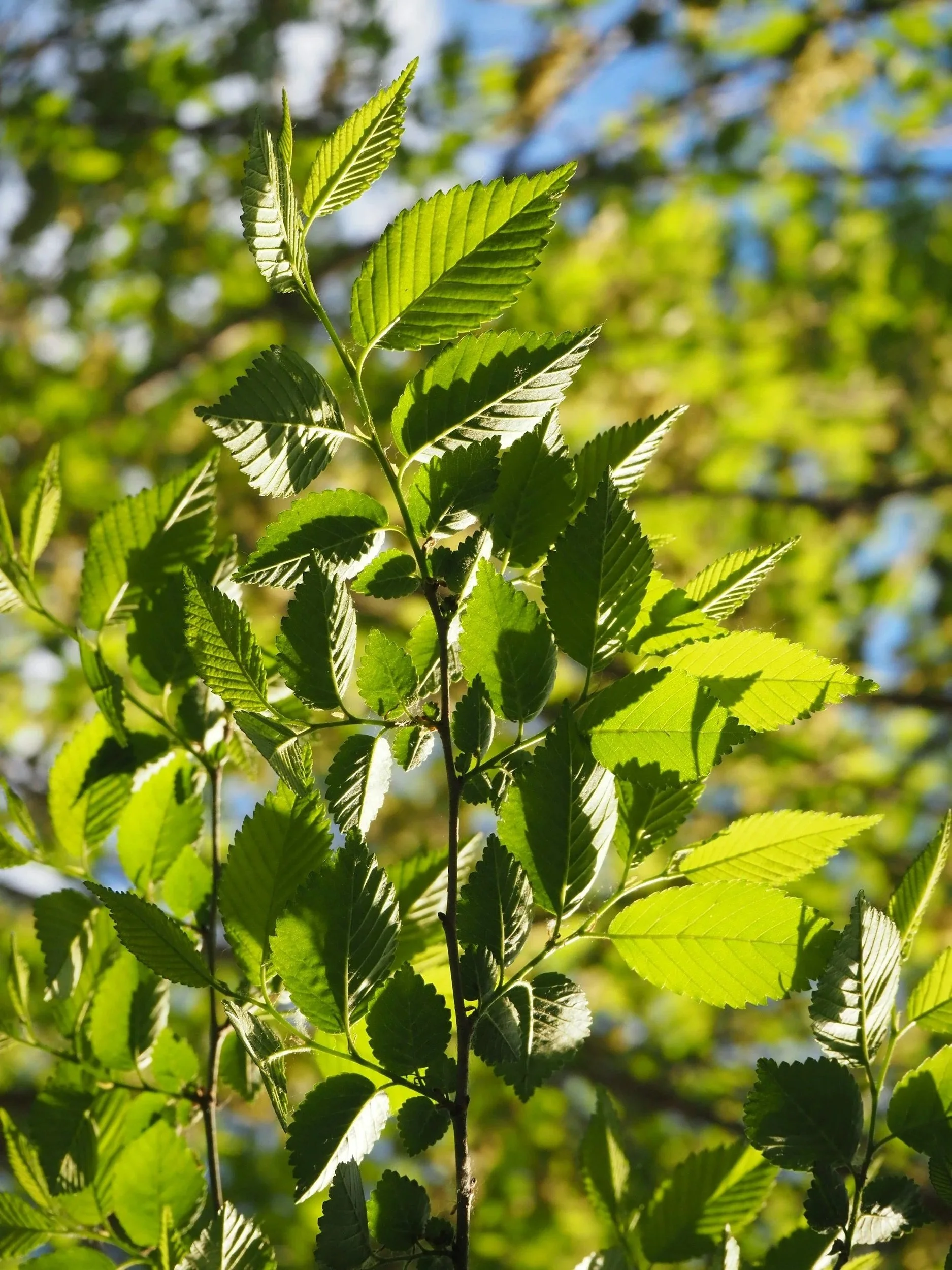 Close-up of green leaves on a tree branch with bright sunlight.