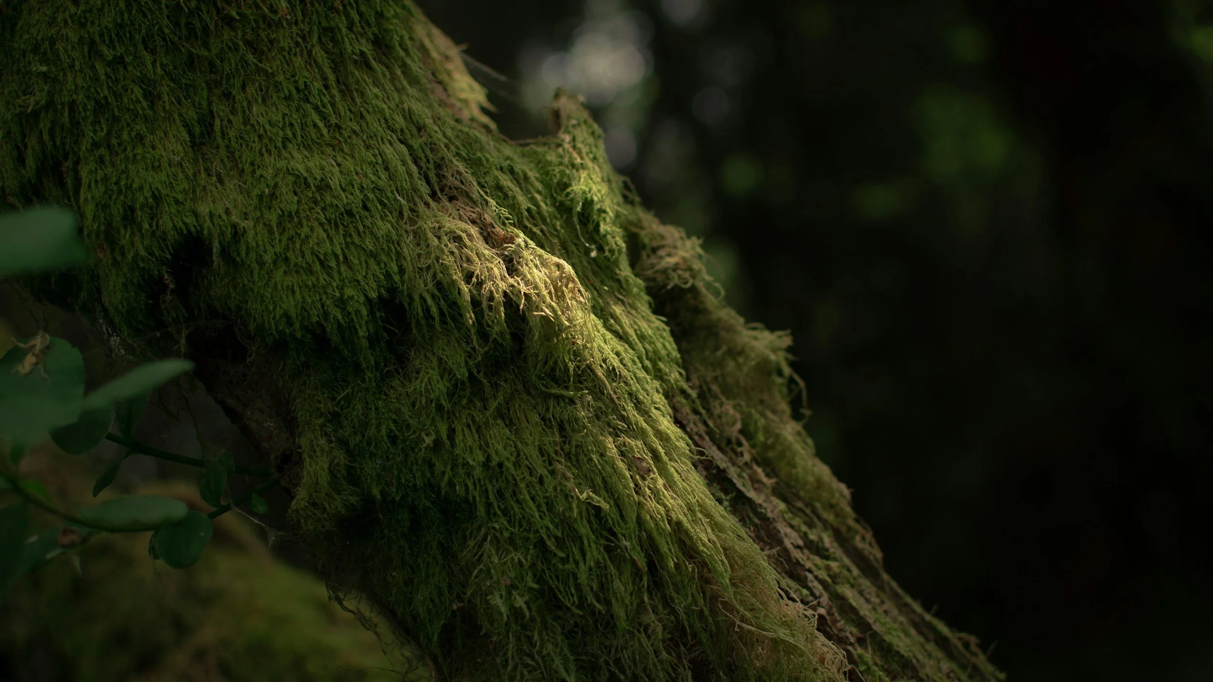 Close-up of a moss-covered tree trunk in a dense forest.
