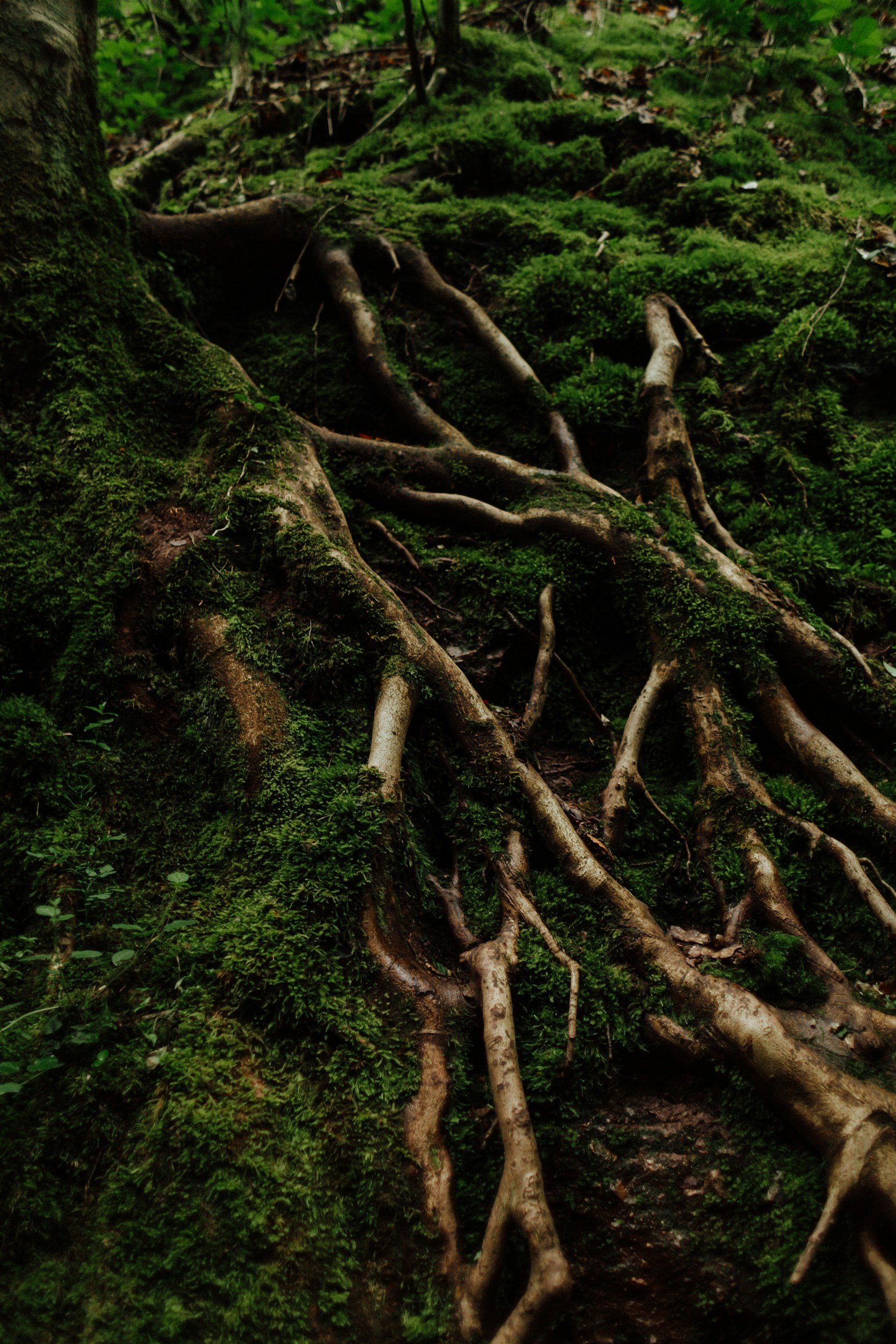 Tree roots and green moss covering the forest floor in a wooded area.