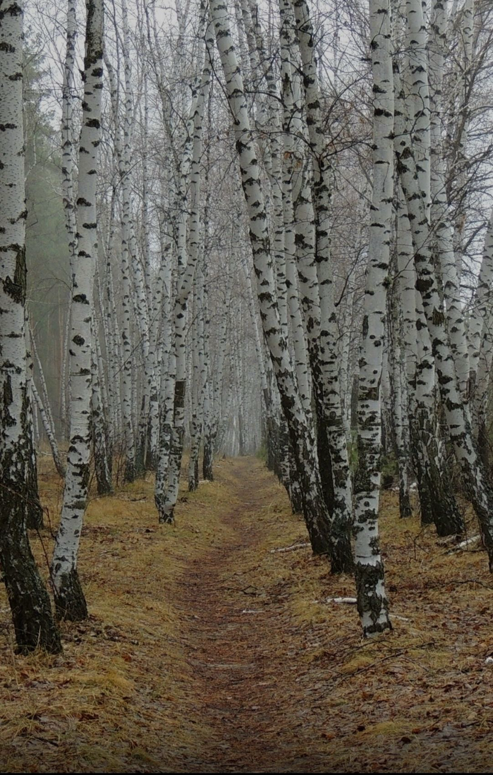 A forest with a path running through birch trees with white bark and black markings, during autumn or early winter with leafless trees and fallen leaves.