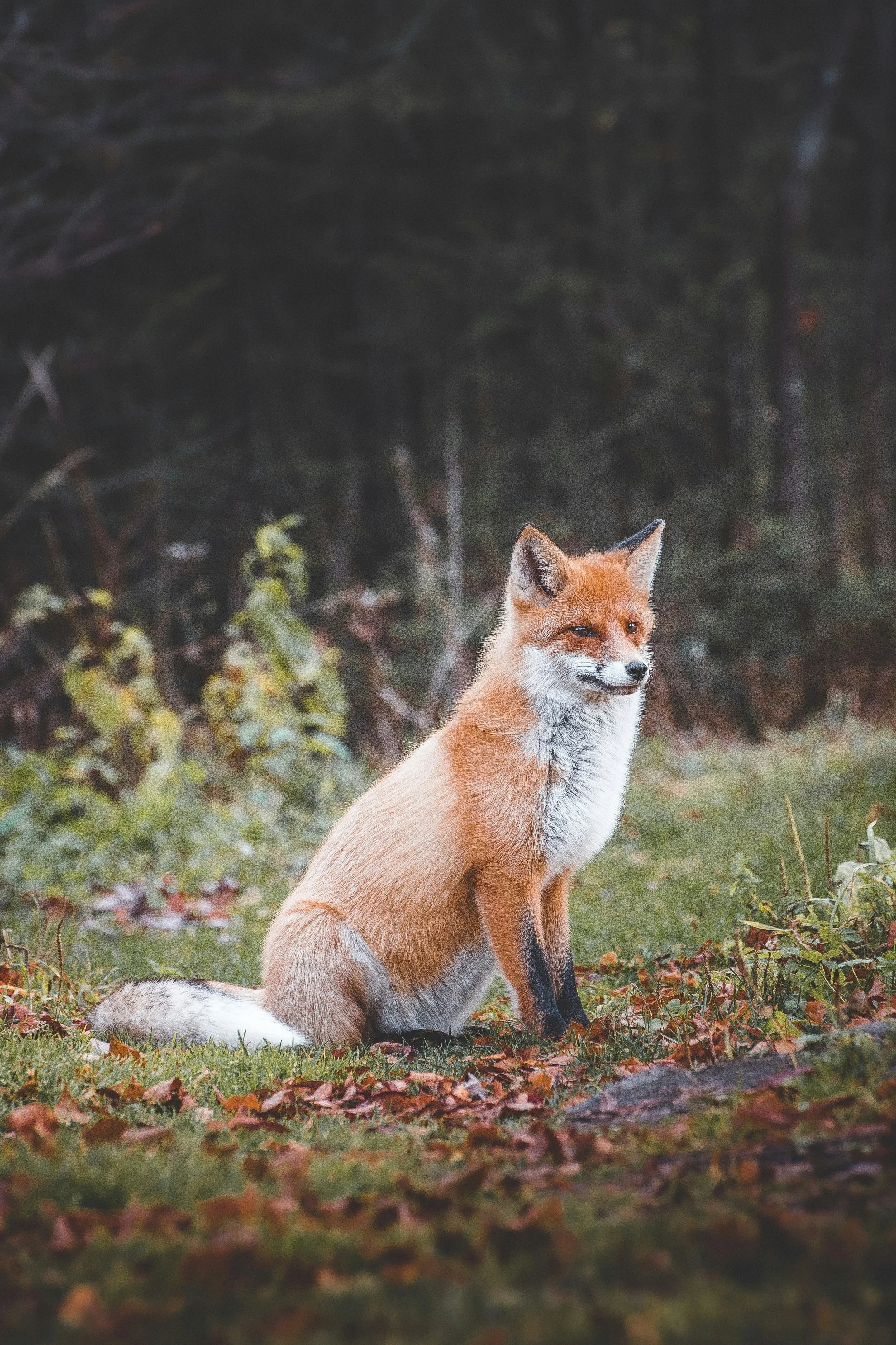 A red fox sitting on the grass with fallen leaves and a blurred background of trees and bushes.