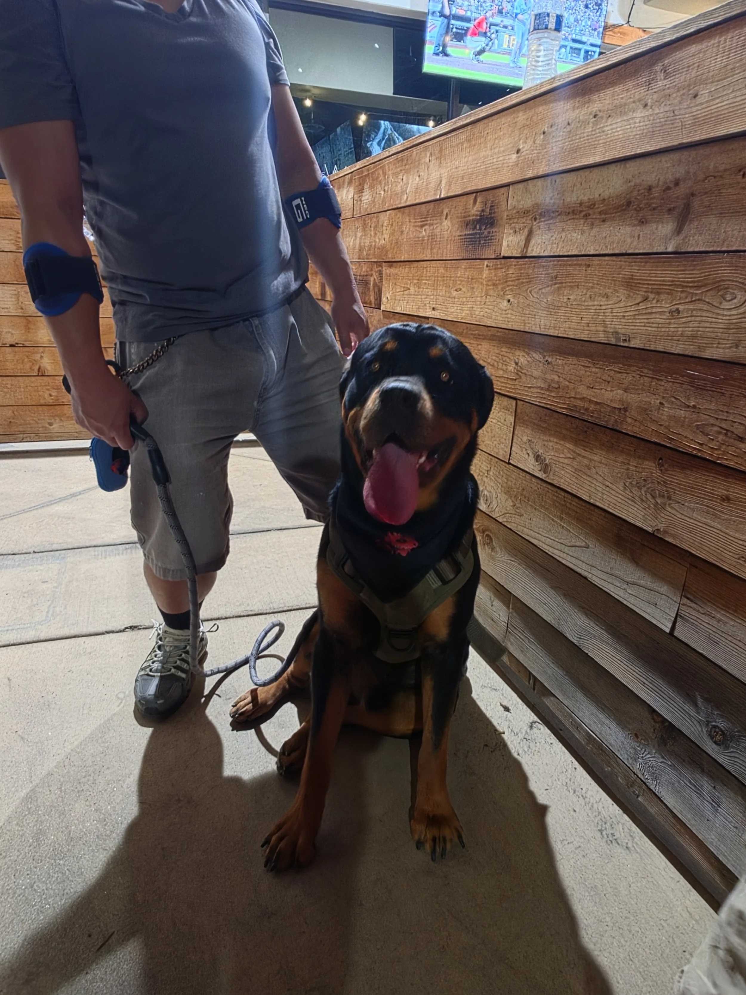 A large Rottweiler dog sitting on a concrete sidewalk, wearing a harness, with a man standing next to it holding the dog's leash. The man is wearing gray shorts, a gray t-shirt, and sports watches on both wrists. In the background, there's a wooden w