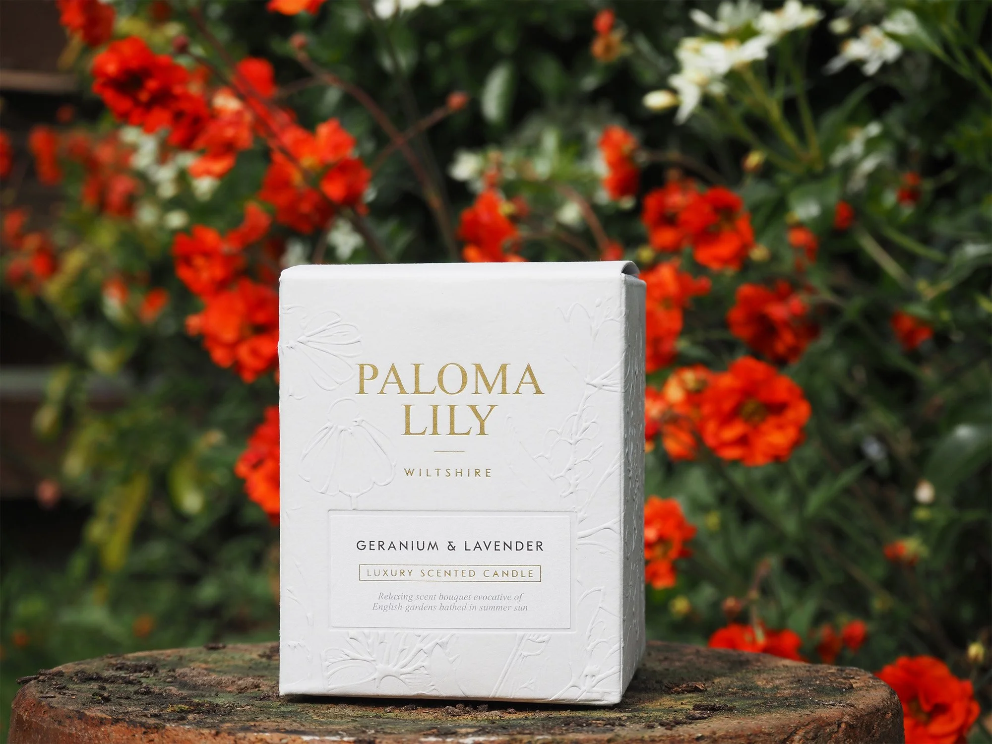 Paloma-Lily-3.jpg