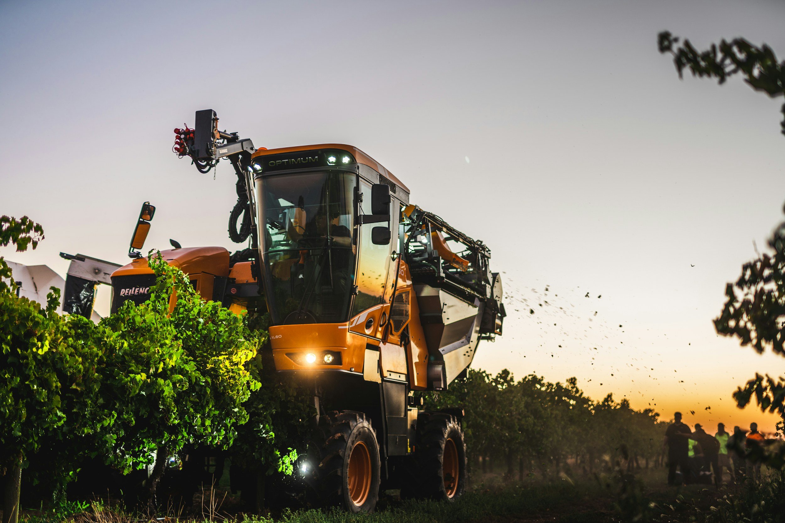 A large orange grape harvesting machine operating in a vineyard during sunset, with workers and trees in the background.
