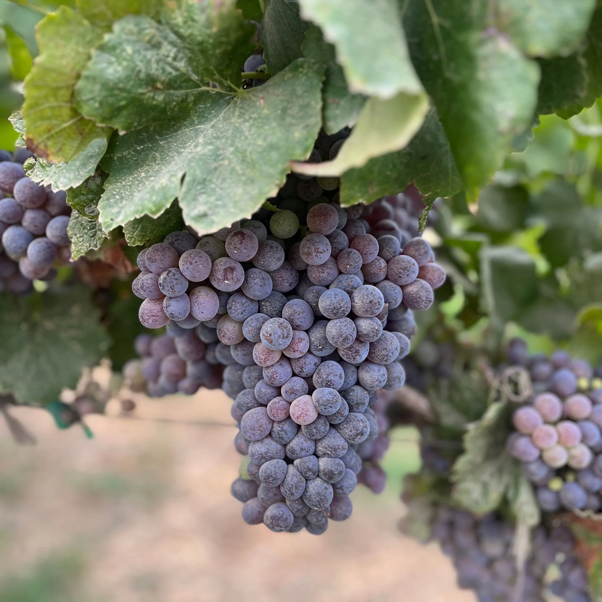Close-up image of a bunch of purple grapes hanging from a vine, surrounded by green grape leaves.