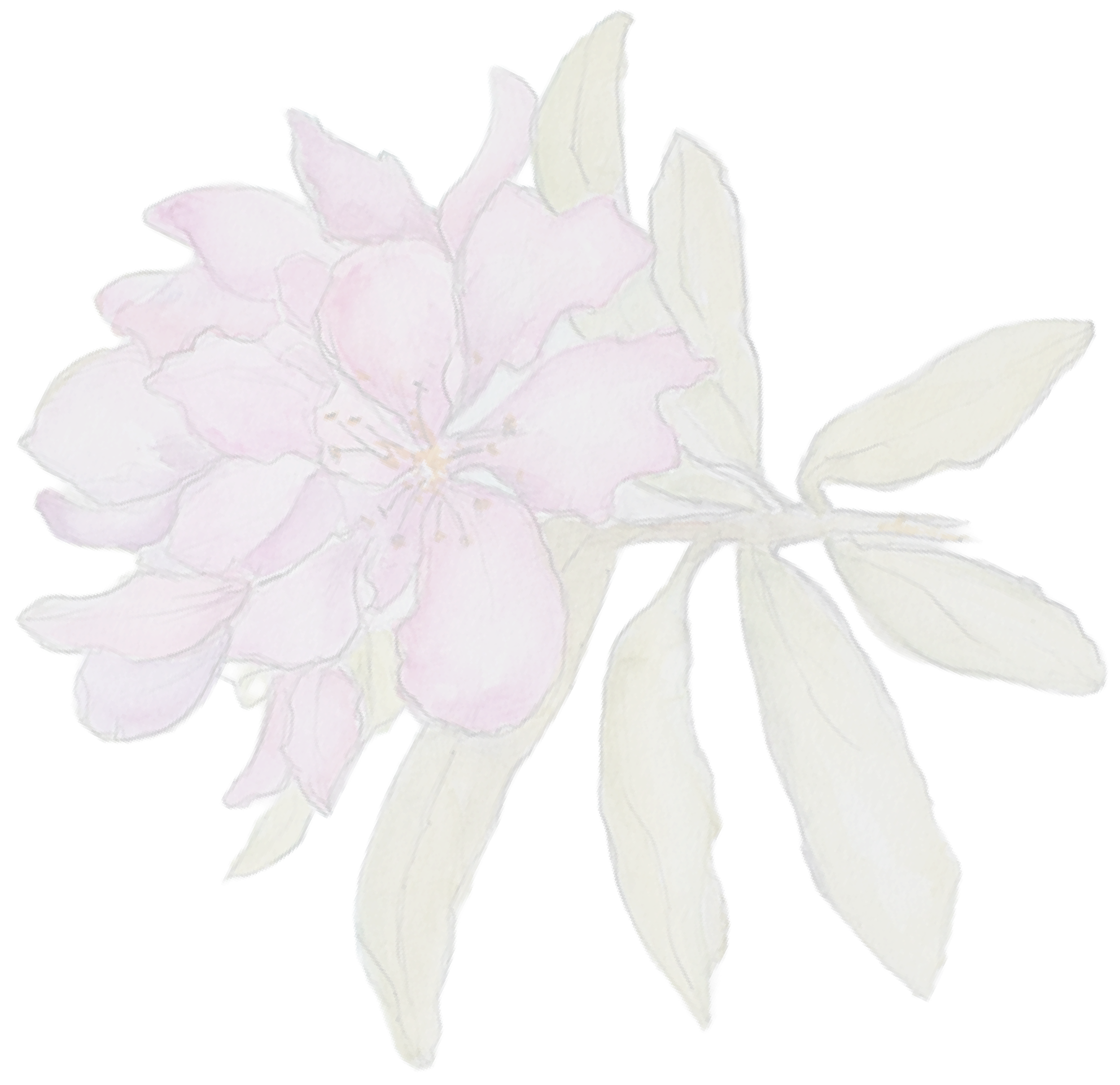 Watercolor illustration of pink and purple flowers with green leaves and buds.