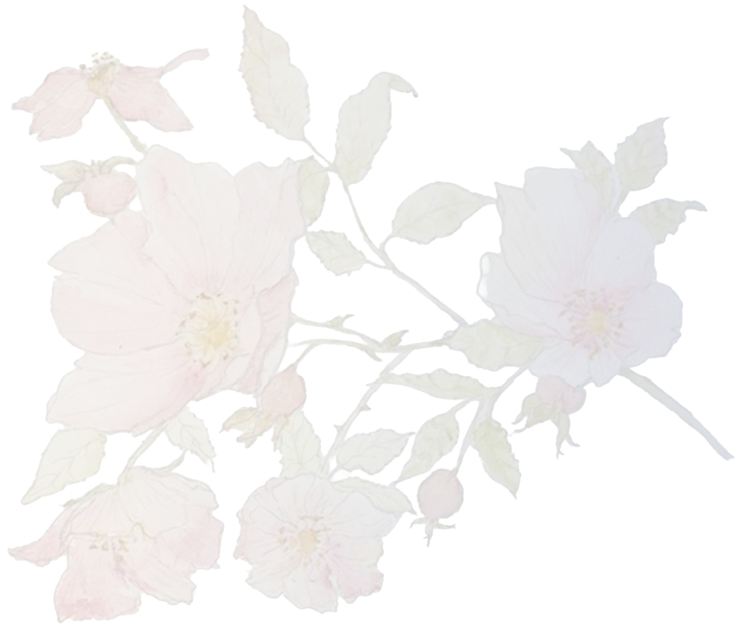 Watercolor illustration of pink and purple flowers with green leaves on a black background.