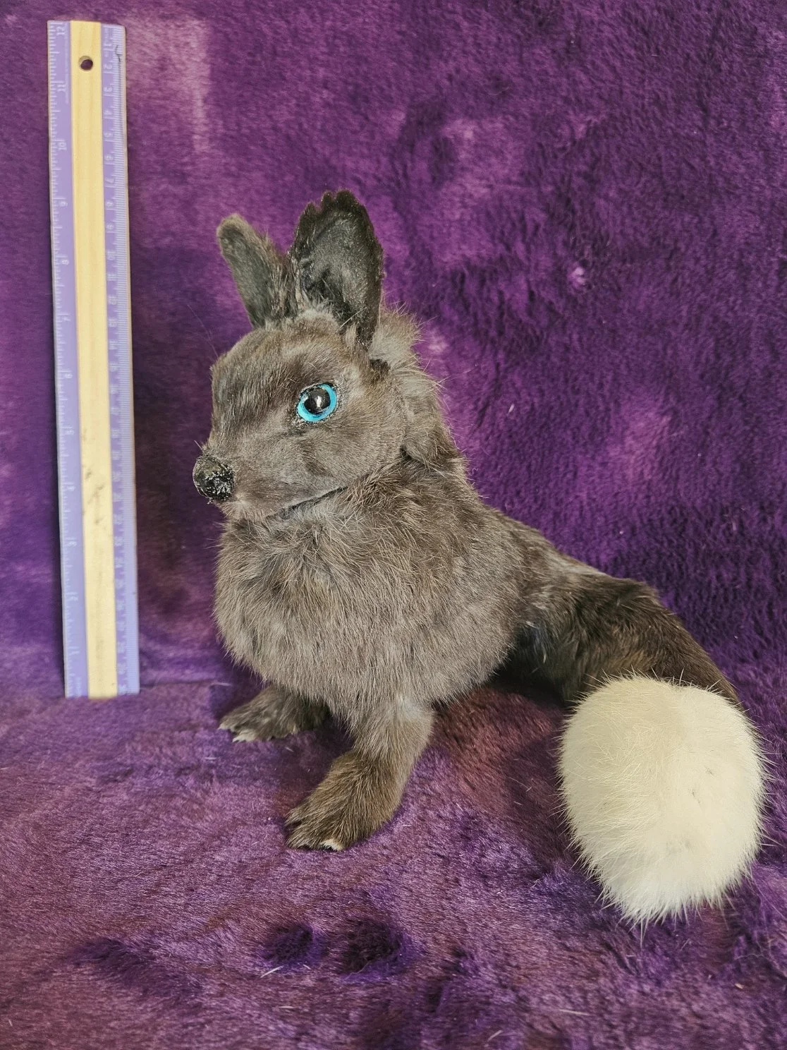 Little Black Fox Critter