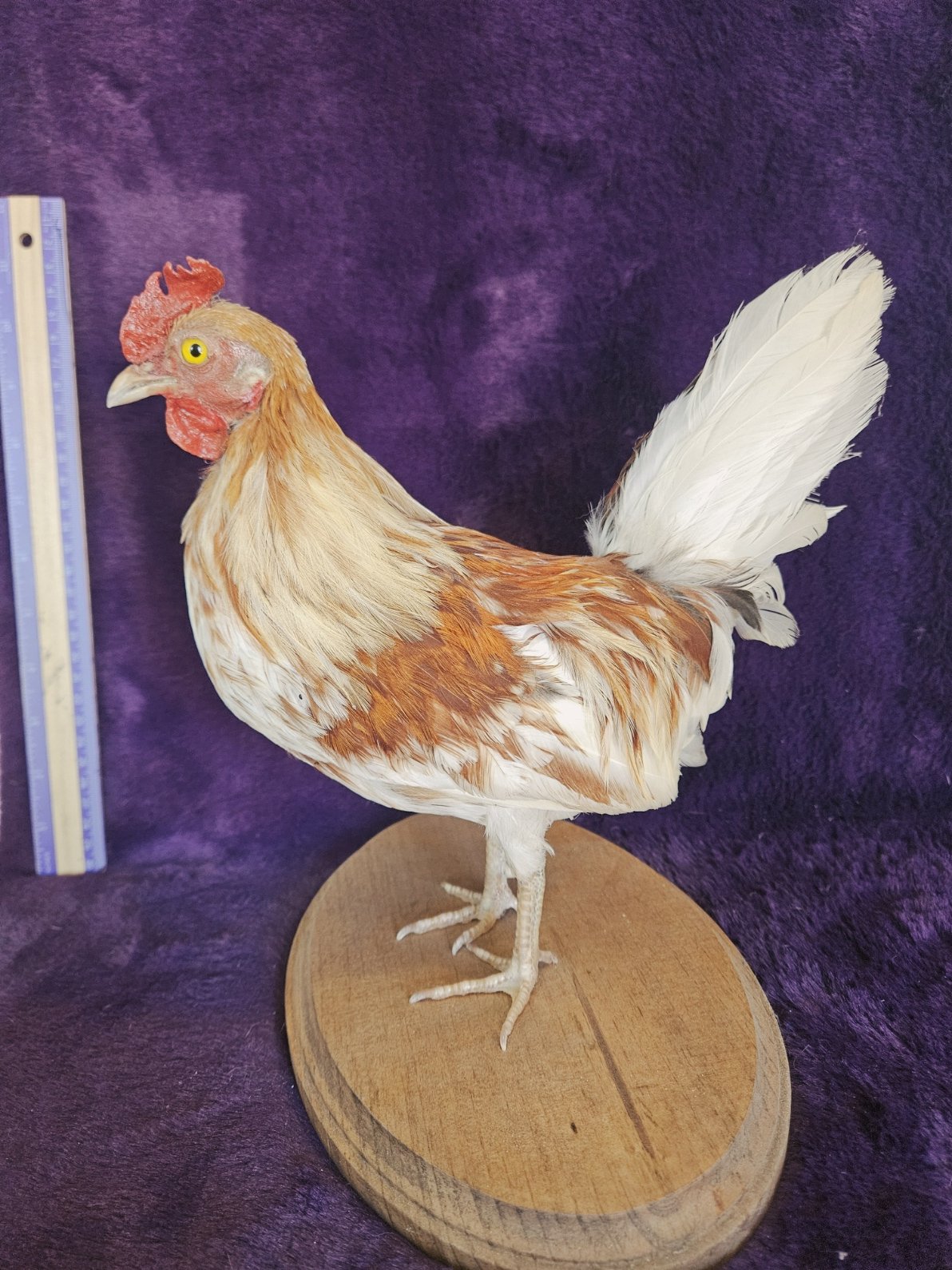 Small Mounted Rooster