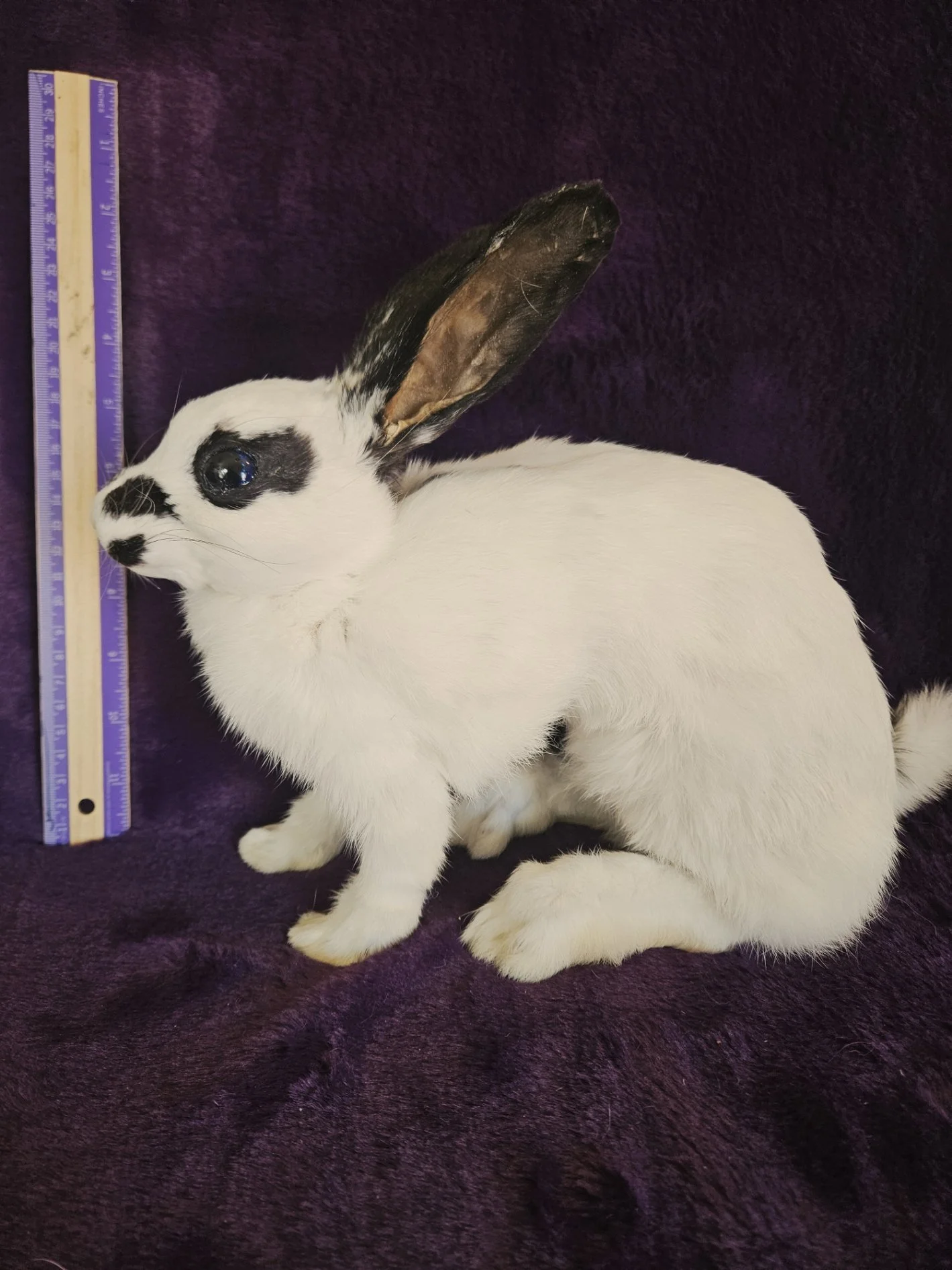 Soft Lifesize Rabbit