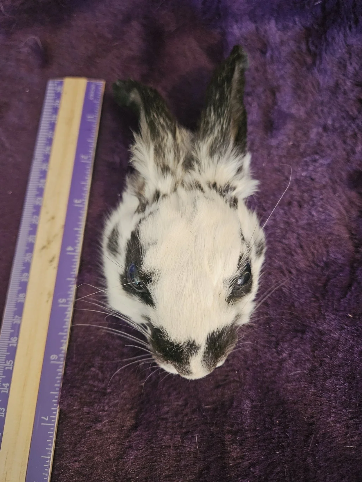 Mounted Rabbit Head for Crafts - A