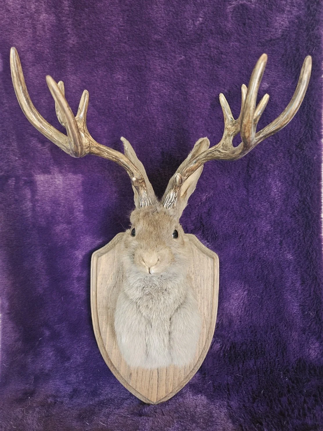 Traditional Jackalope