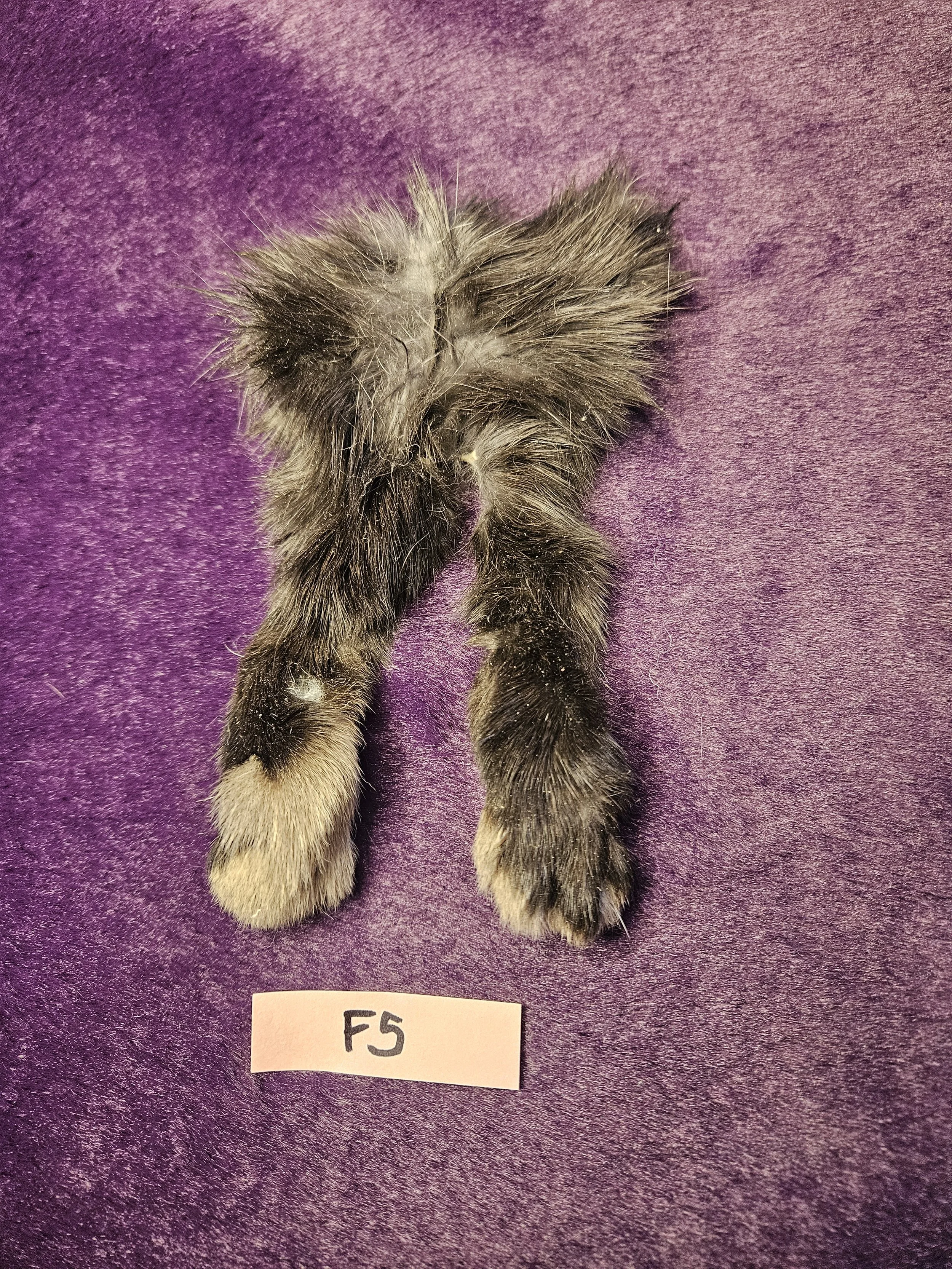 Rabbit Feet for Crafts - F5