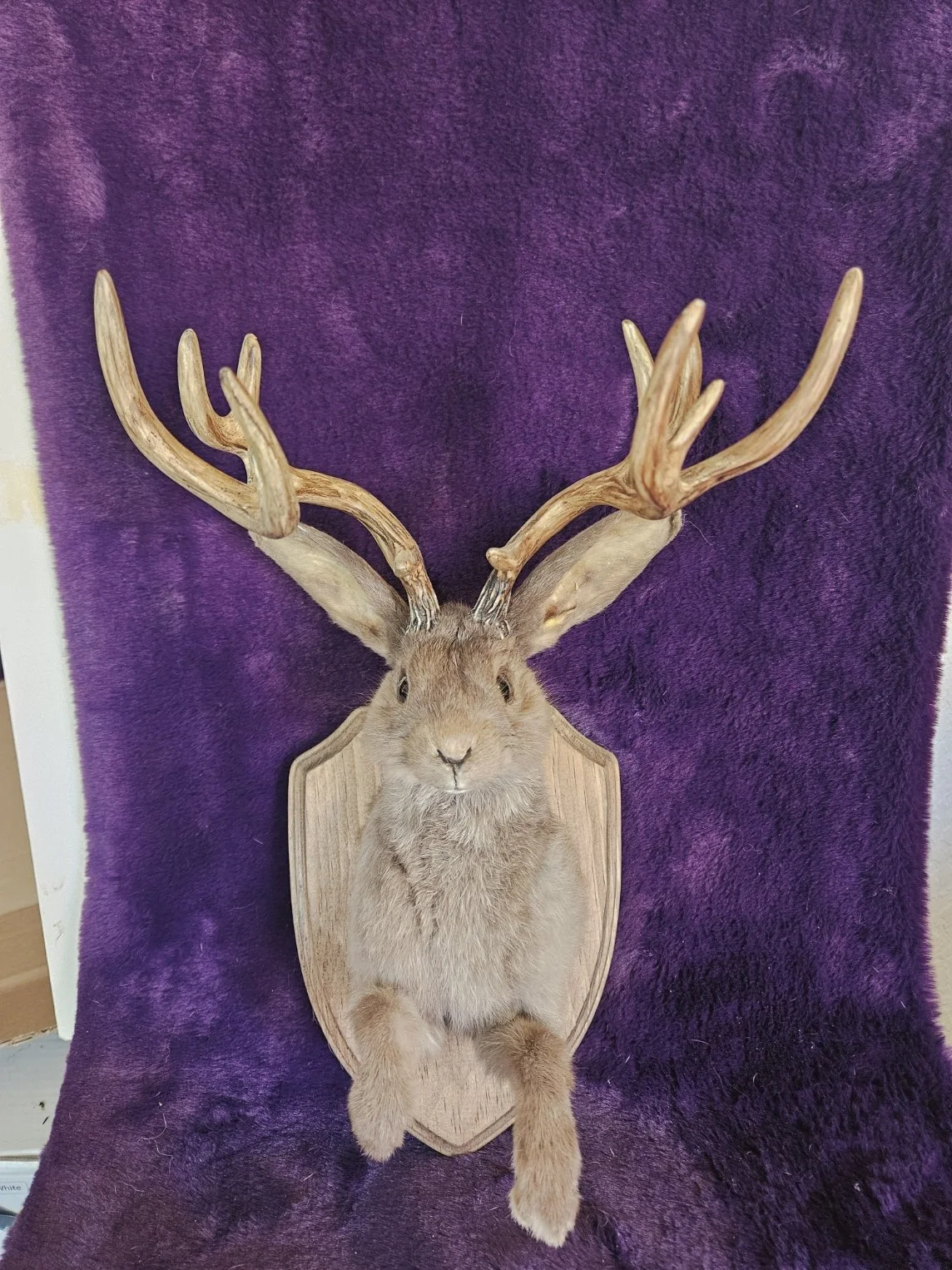 Traditional Half Lifesize Jackalope