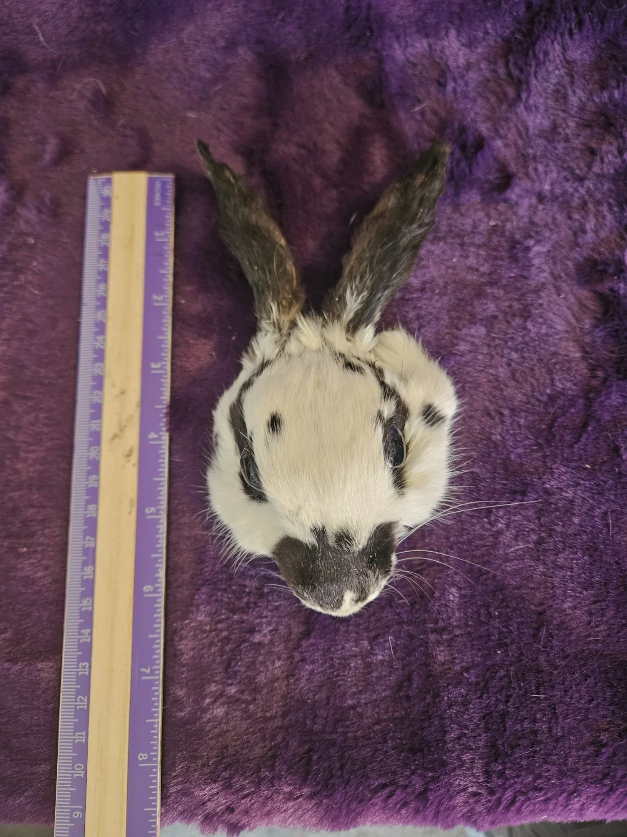 Mounted Rabbit Head for Crafts - B