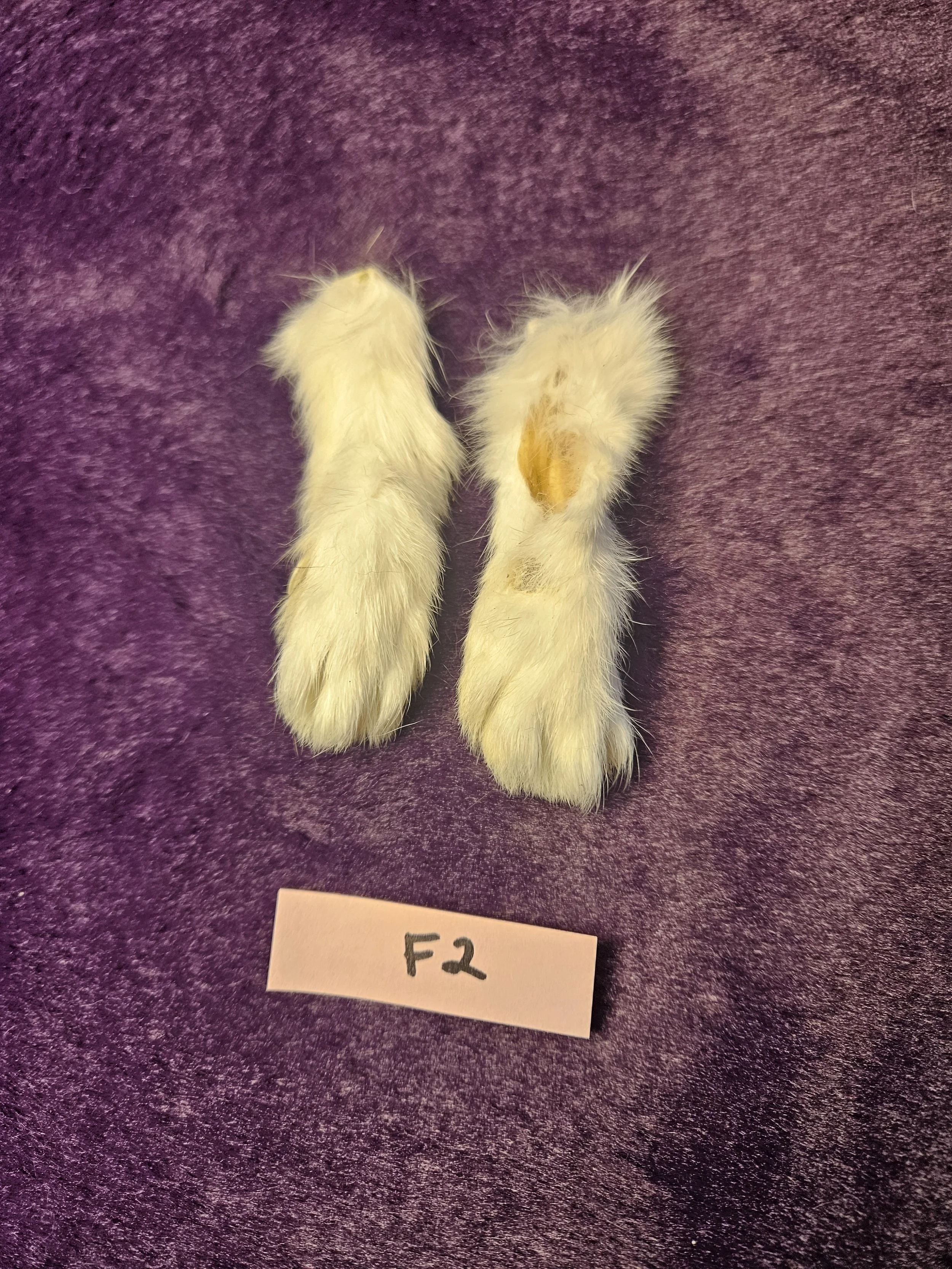 Rabbit Feet for Crafts - F2