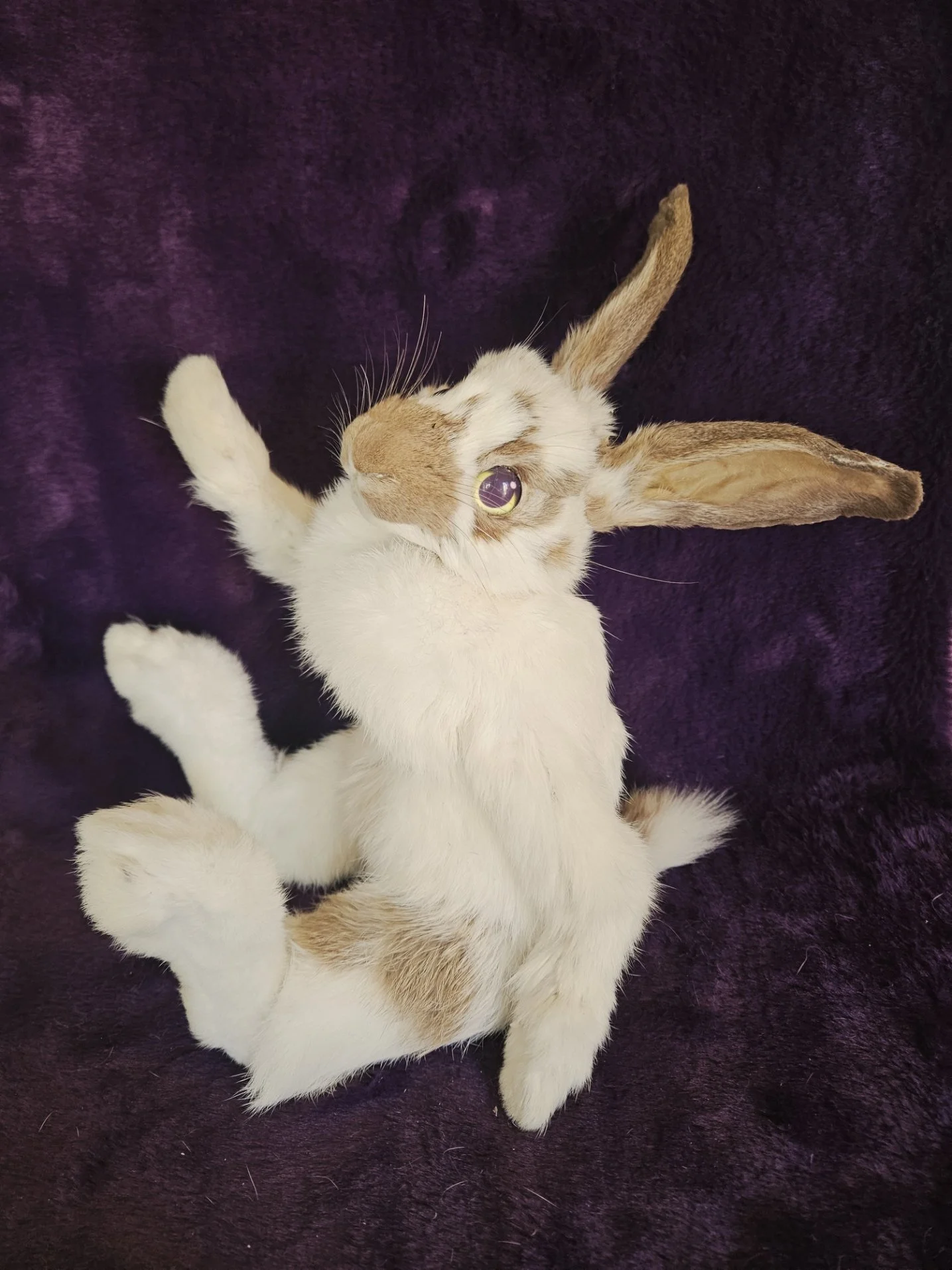 Brown and White Bunny