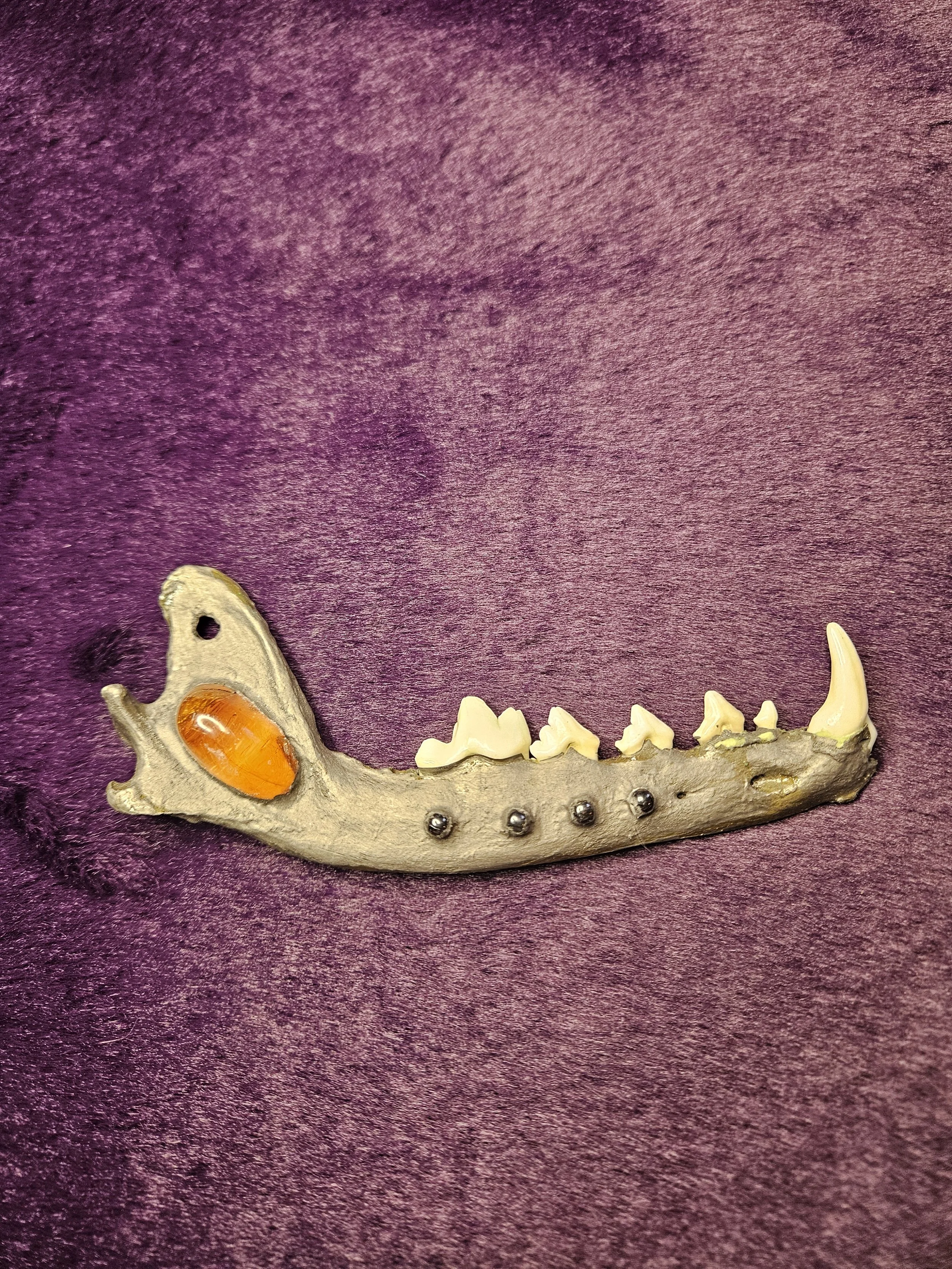 Coyote Jaw with Amber Inlay