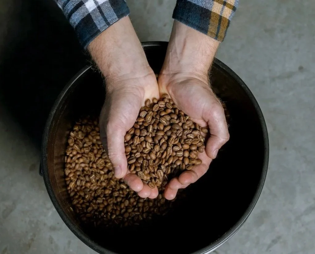 Person holding roasted coffee beans over a black container.